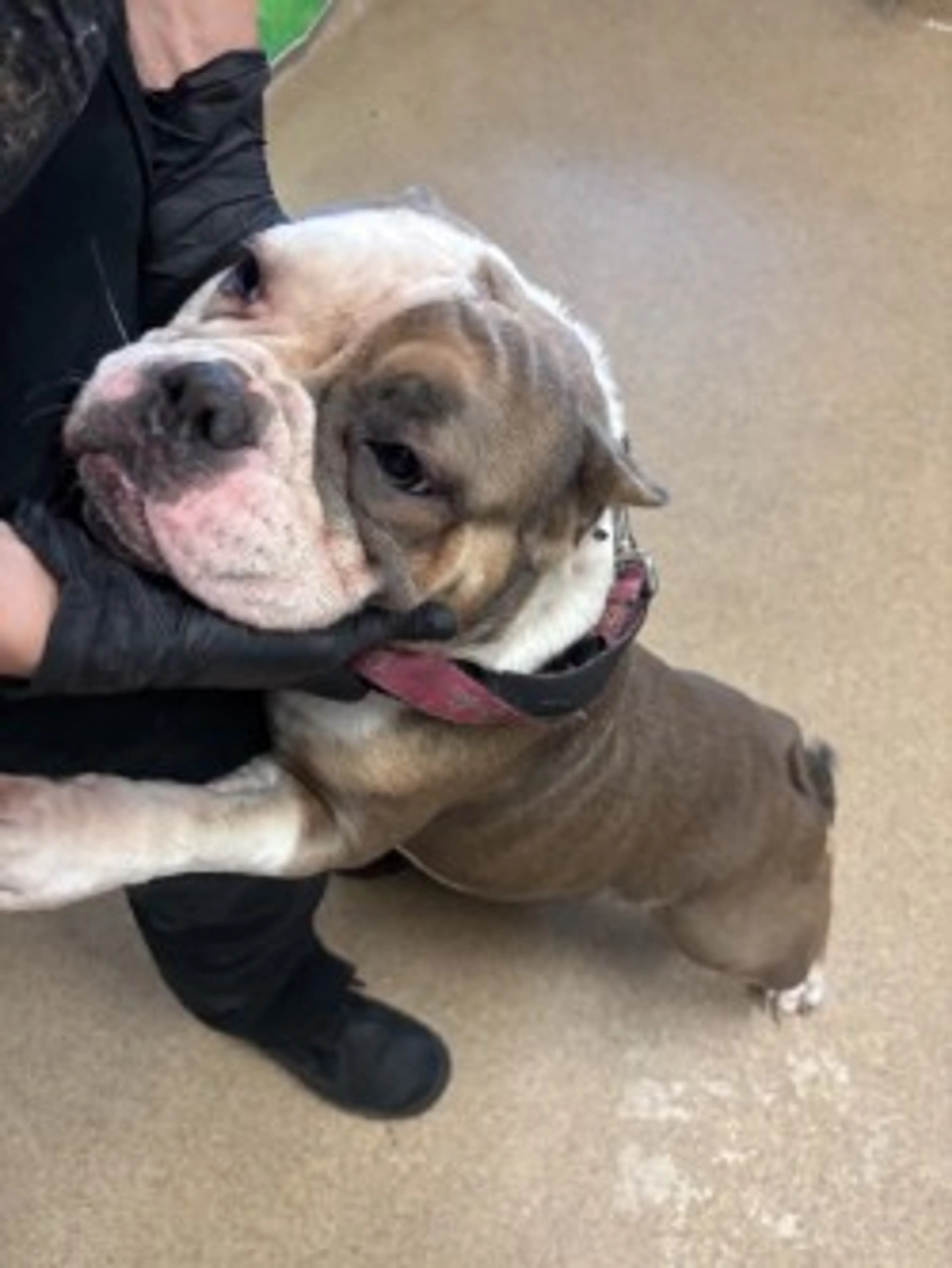 Found pet-1