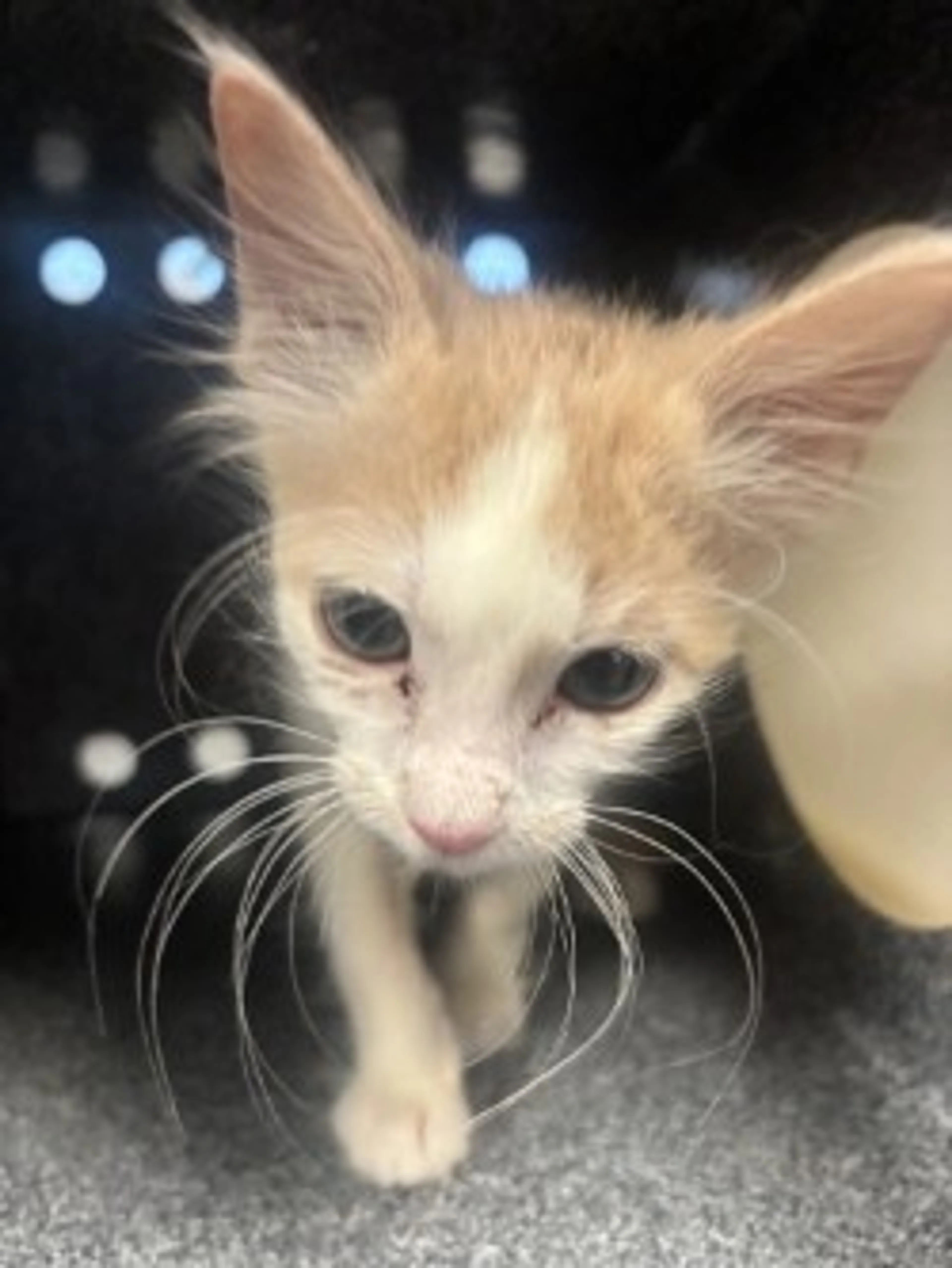 Found pet-1