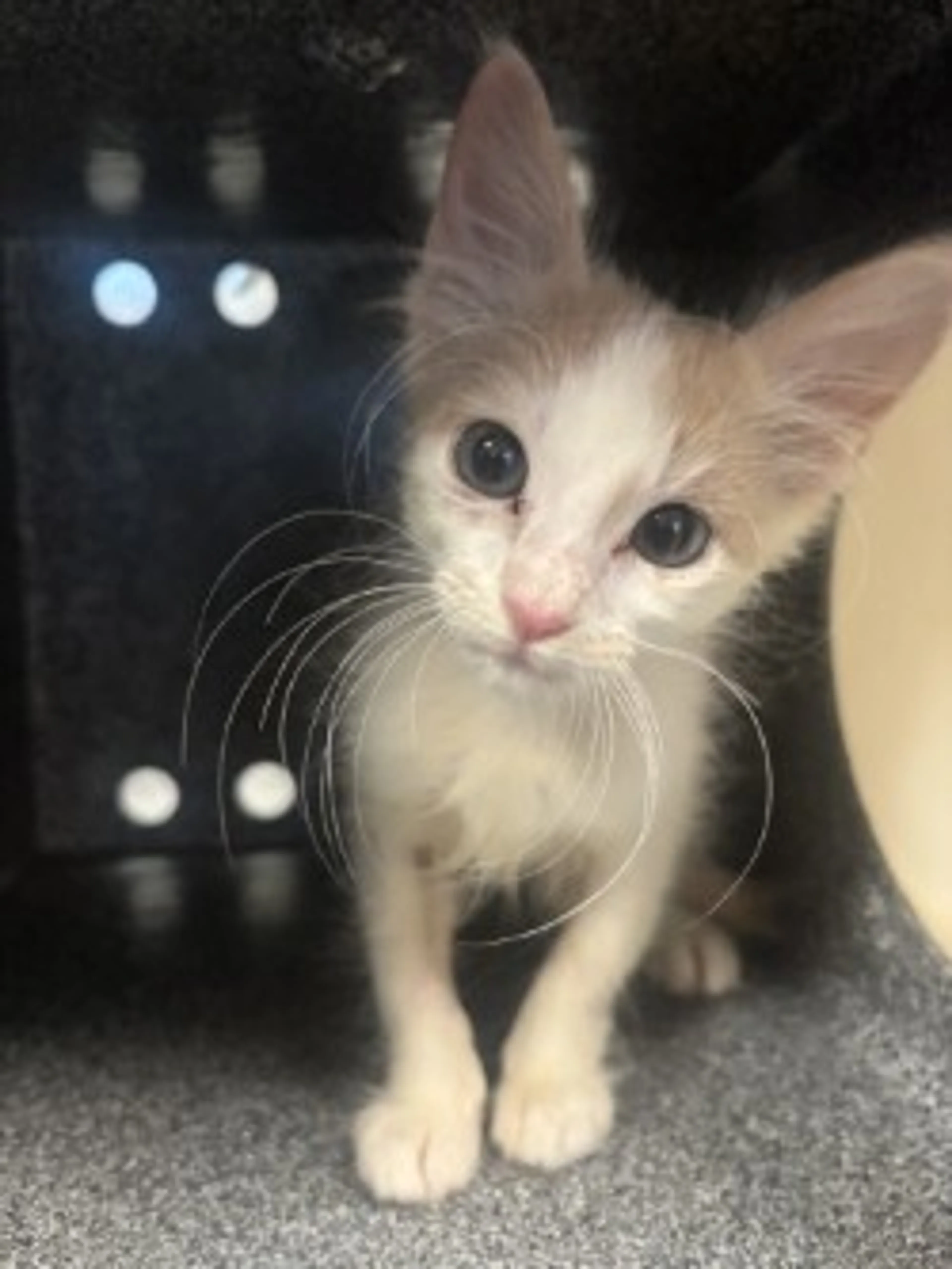 Found pet-2