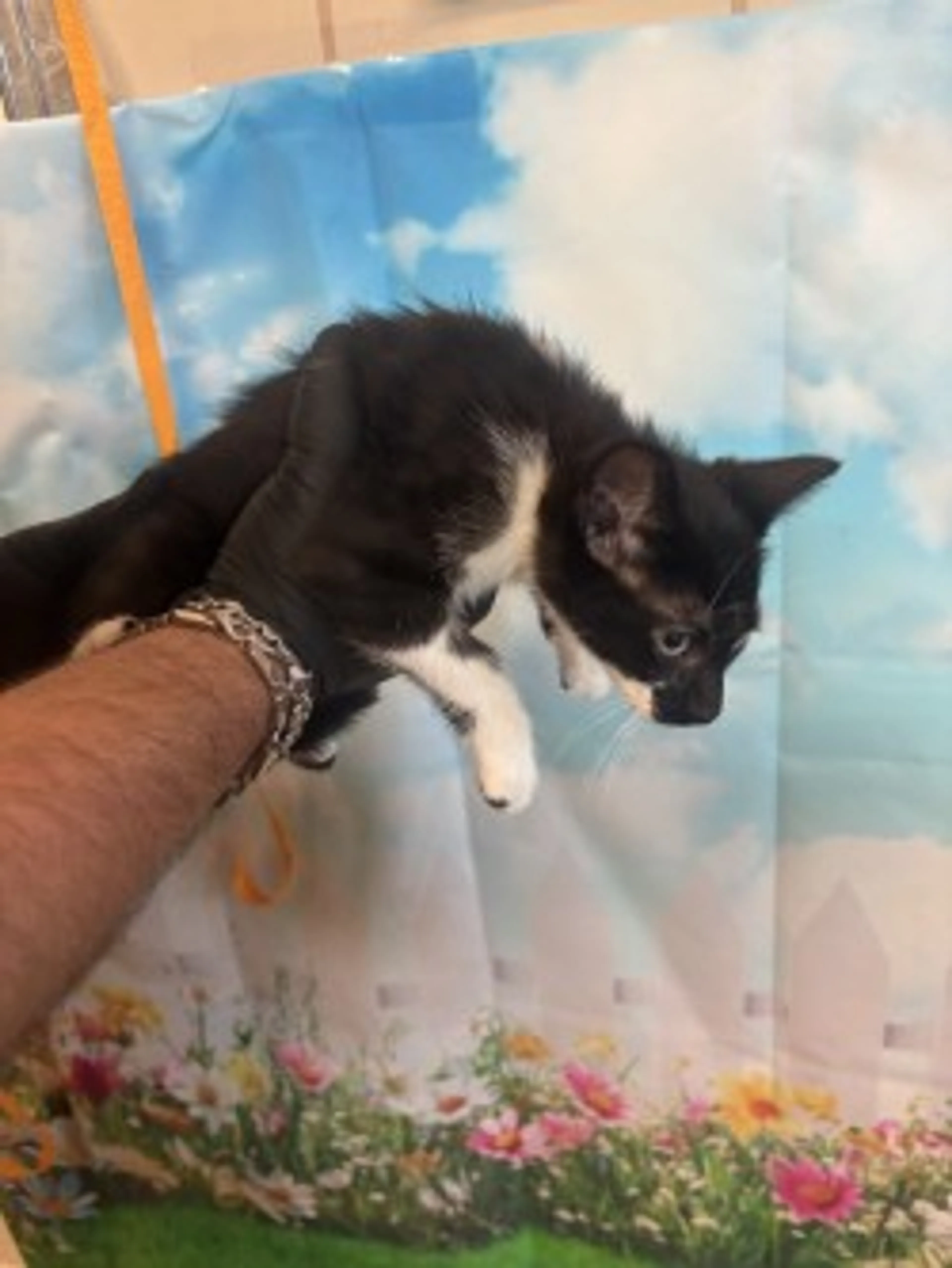 Found pet-2