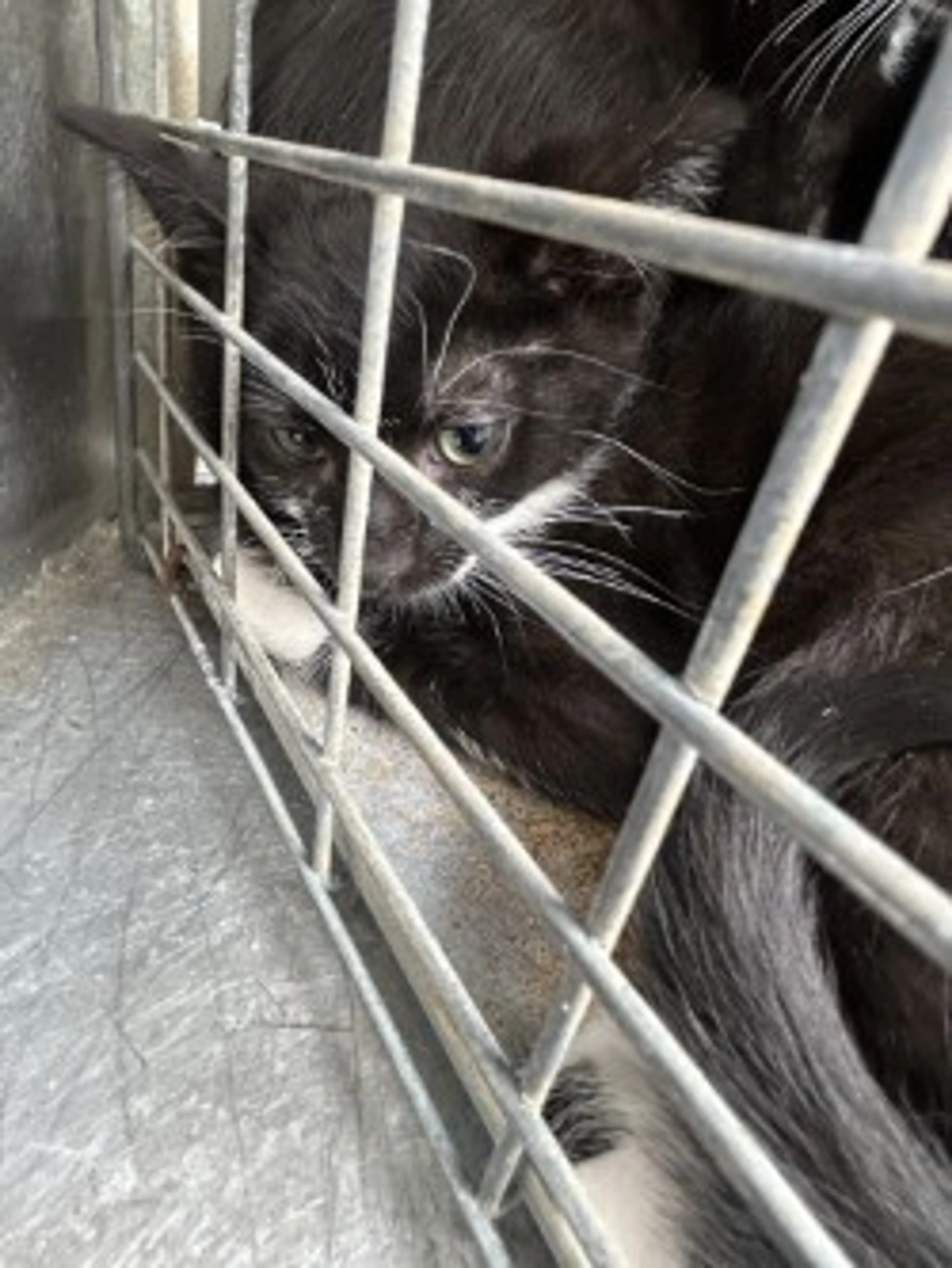 Found pet-1
