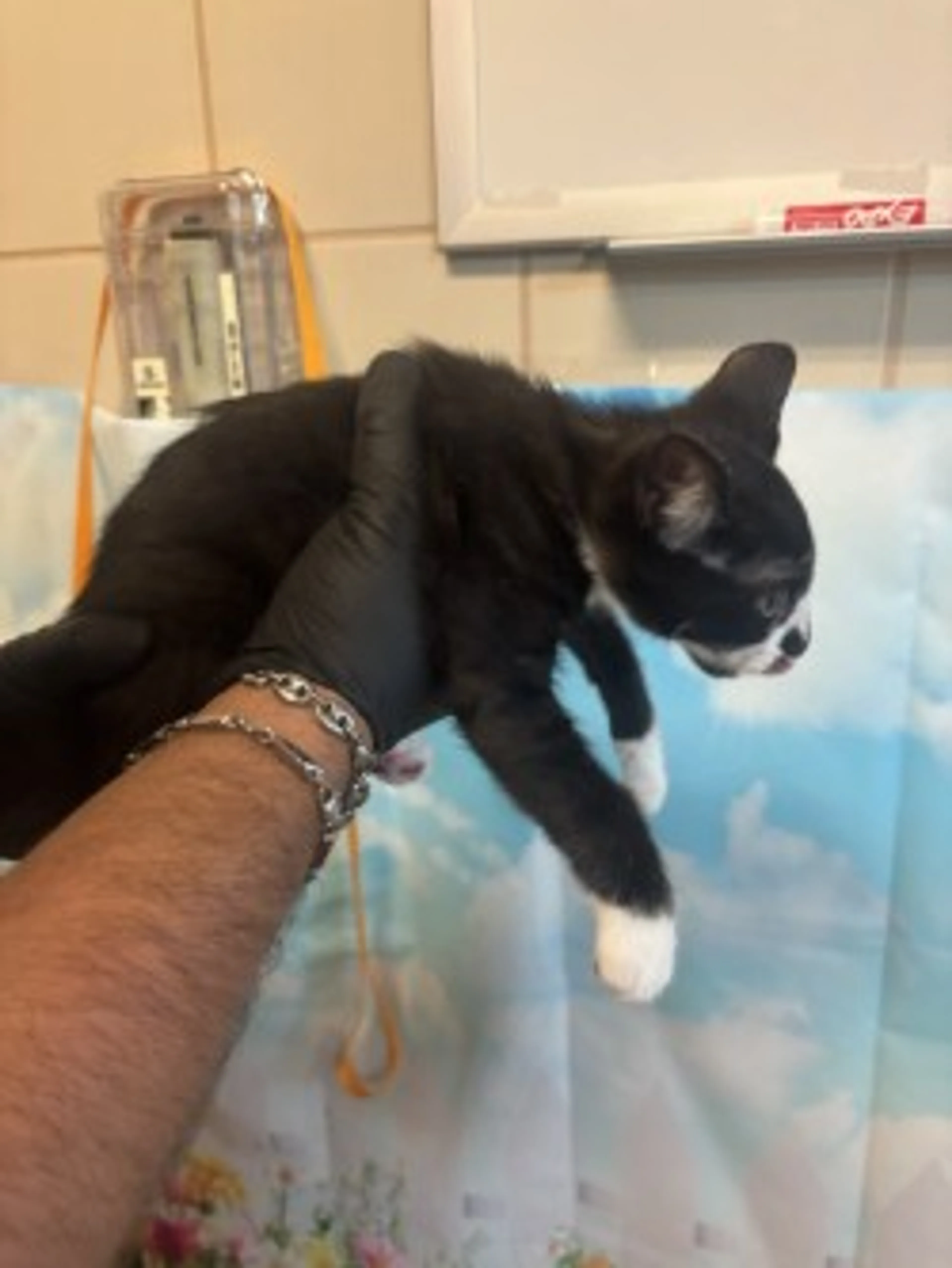 Found pet-1