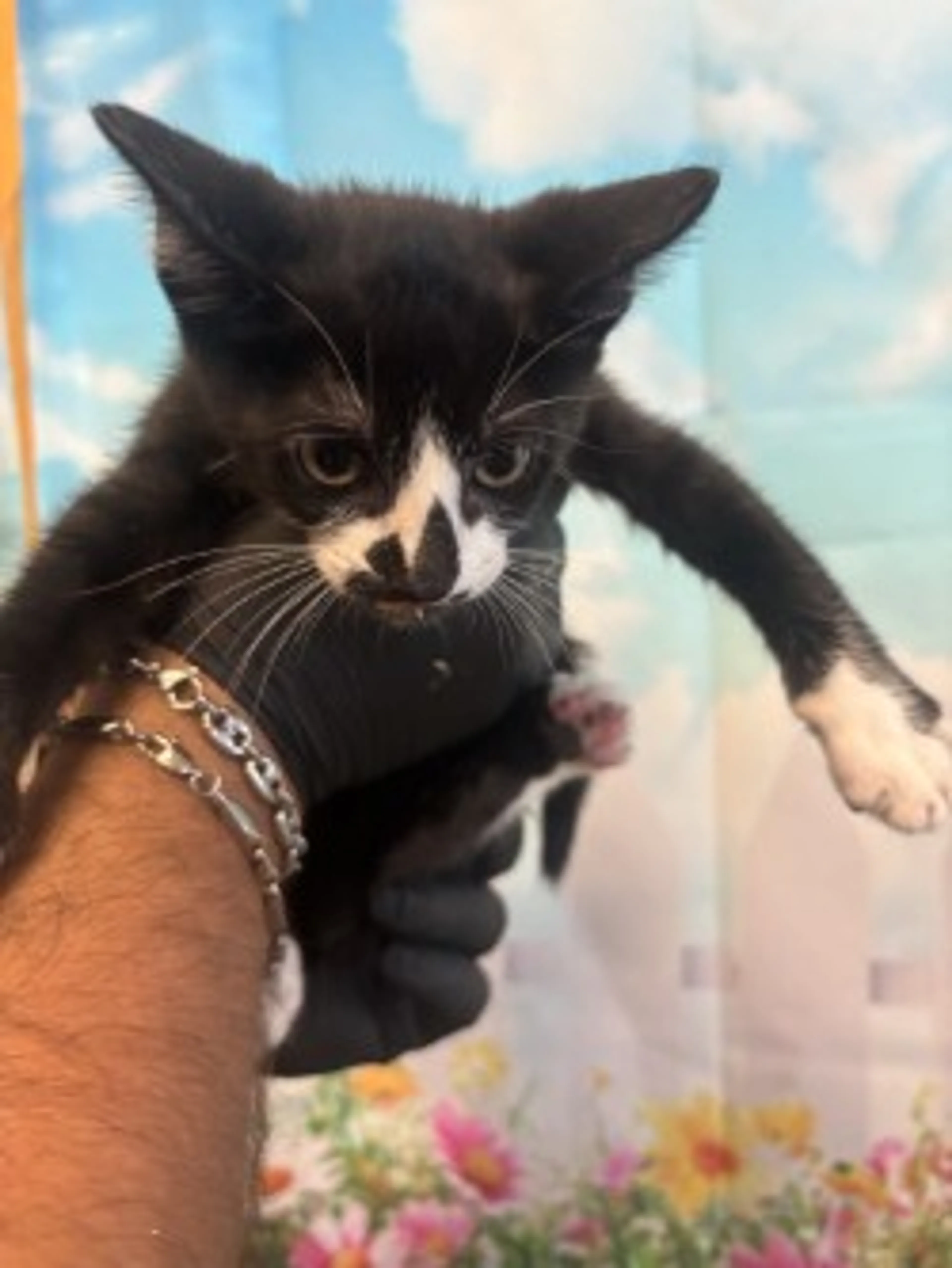 Found pet-2