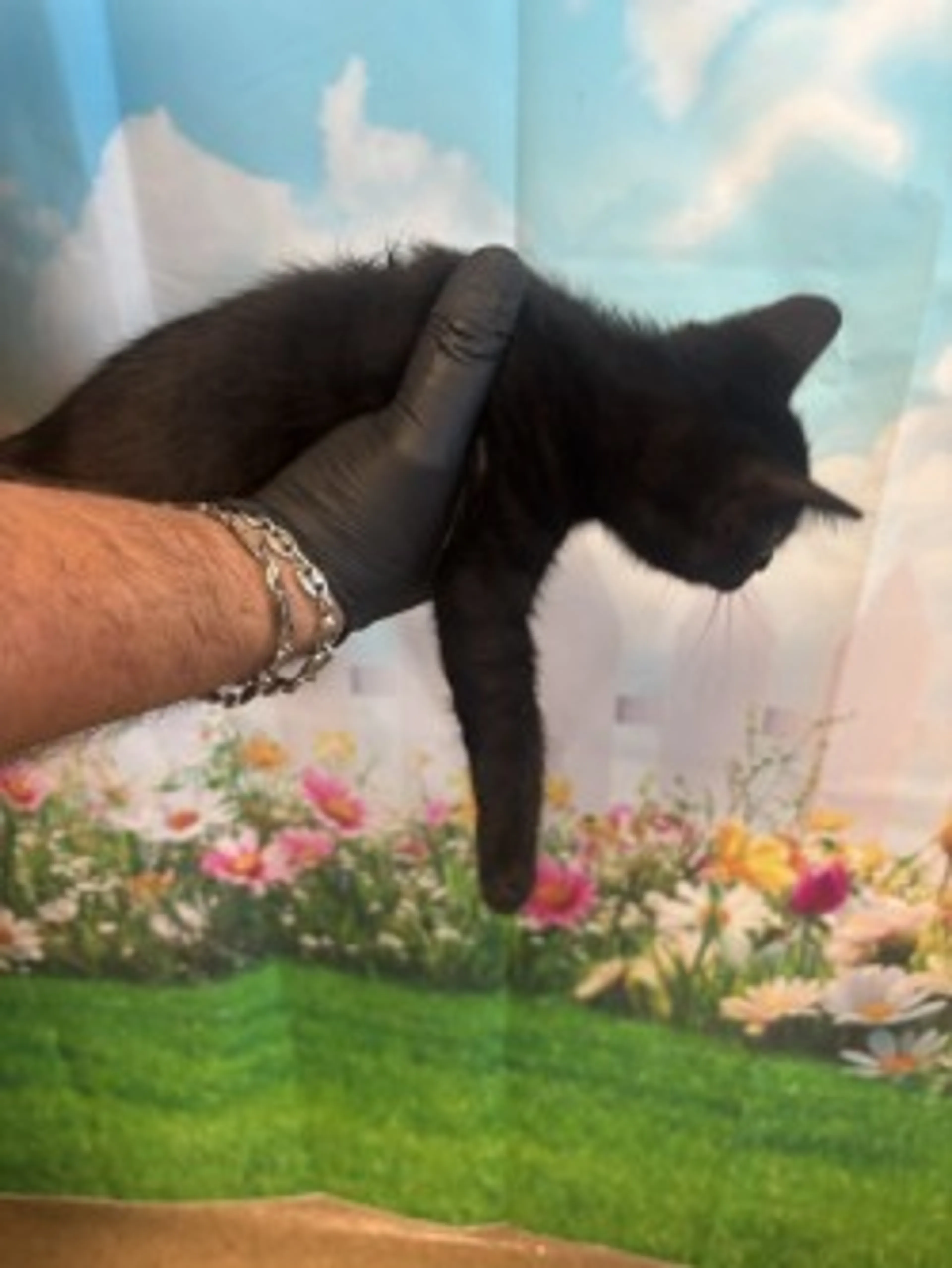 Found pet-2