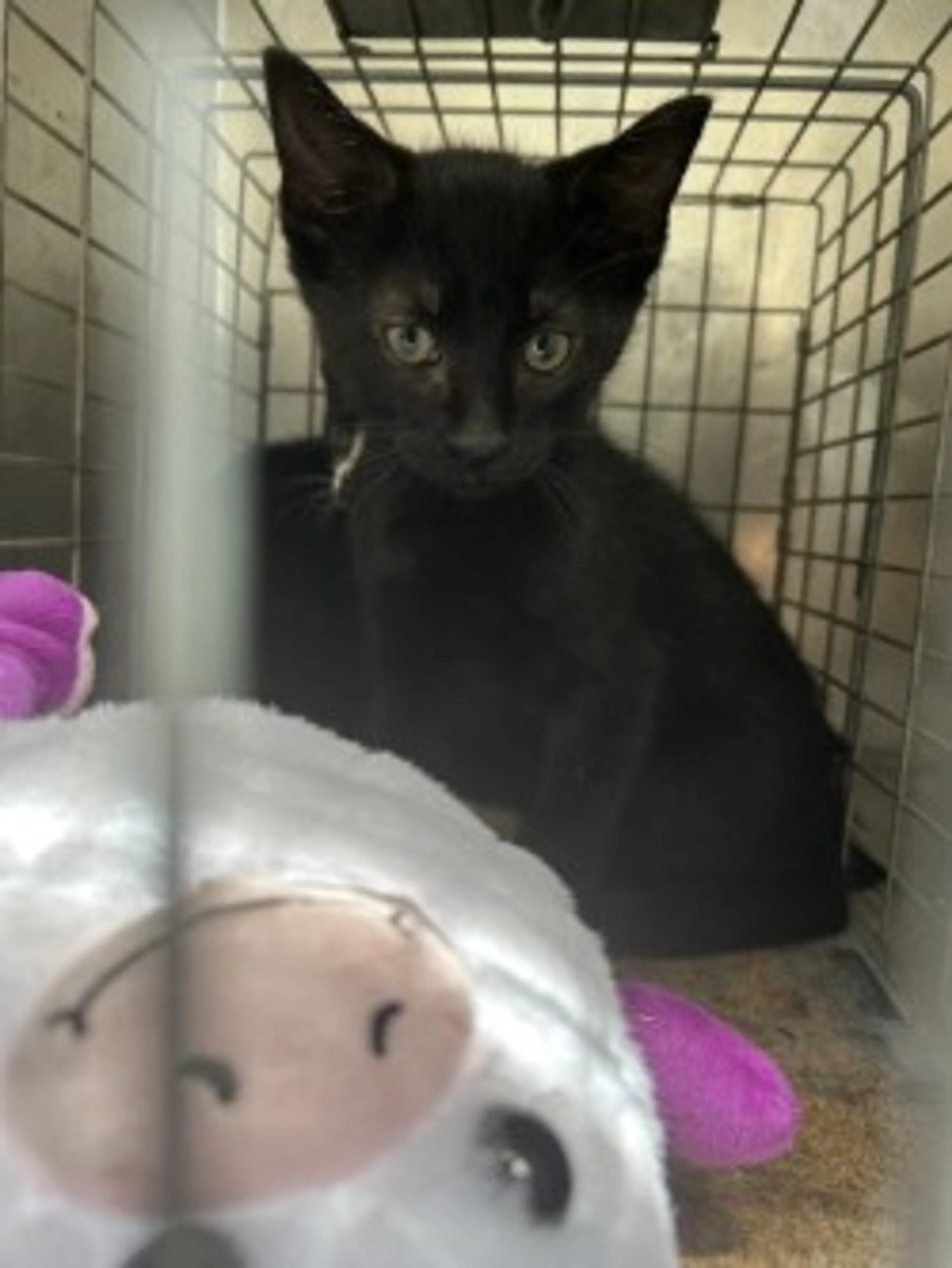 Found pet-1