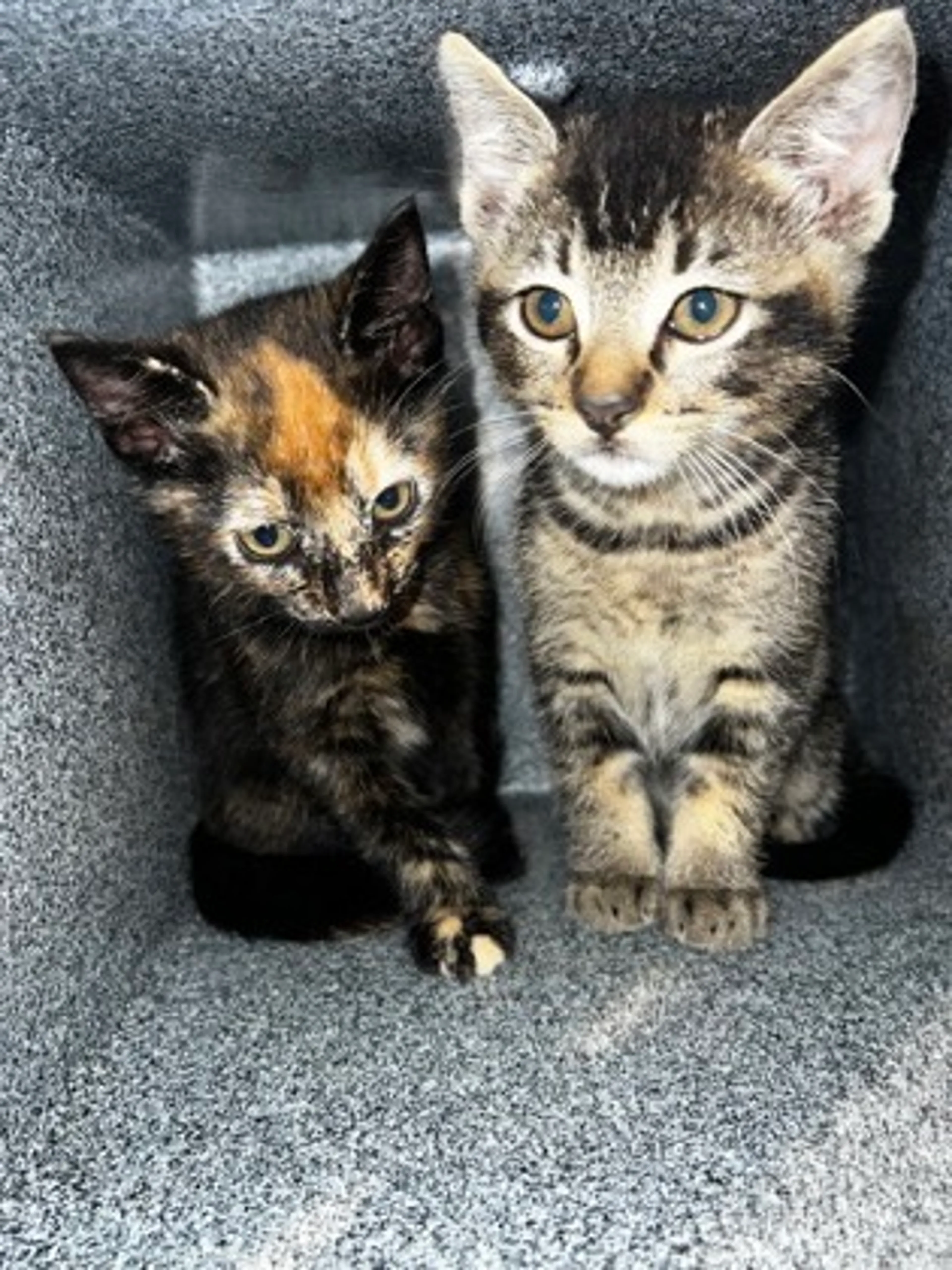 Found pet-1