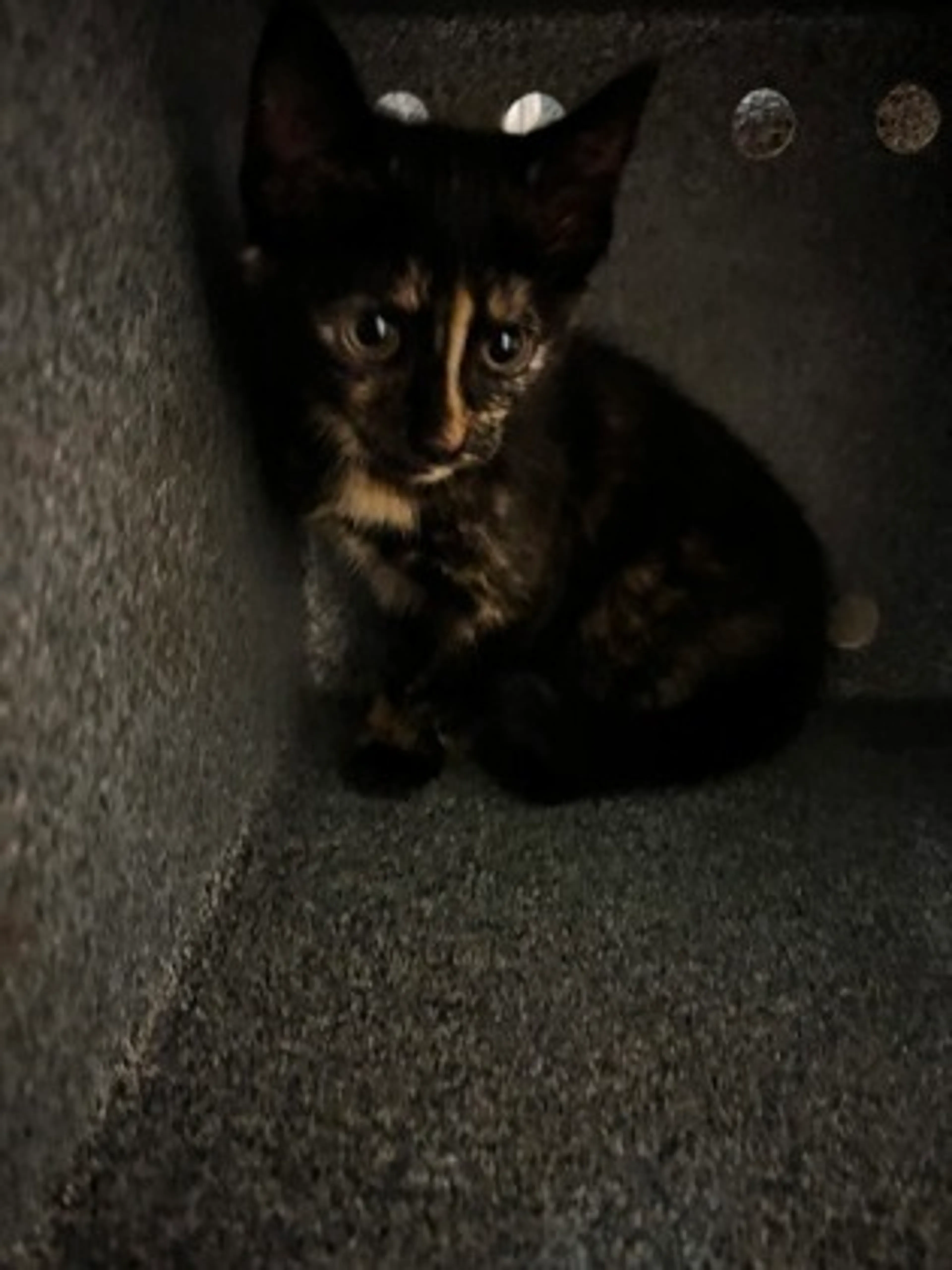 Found pet-1