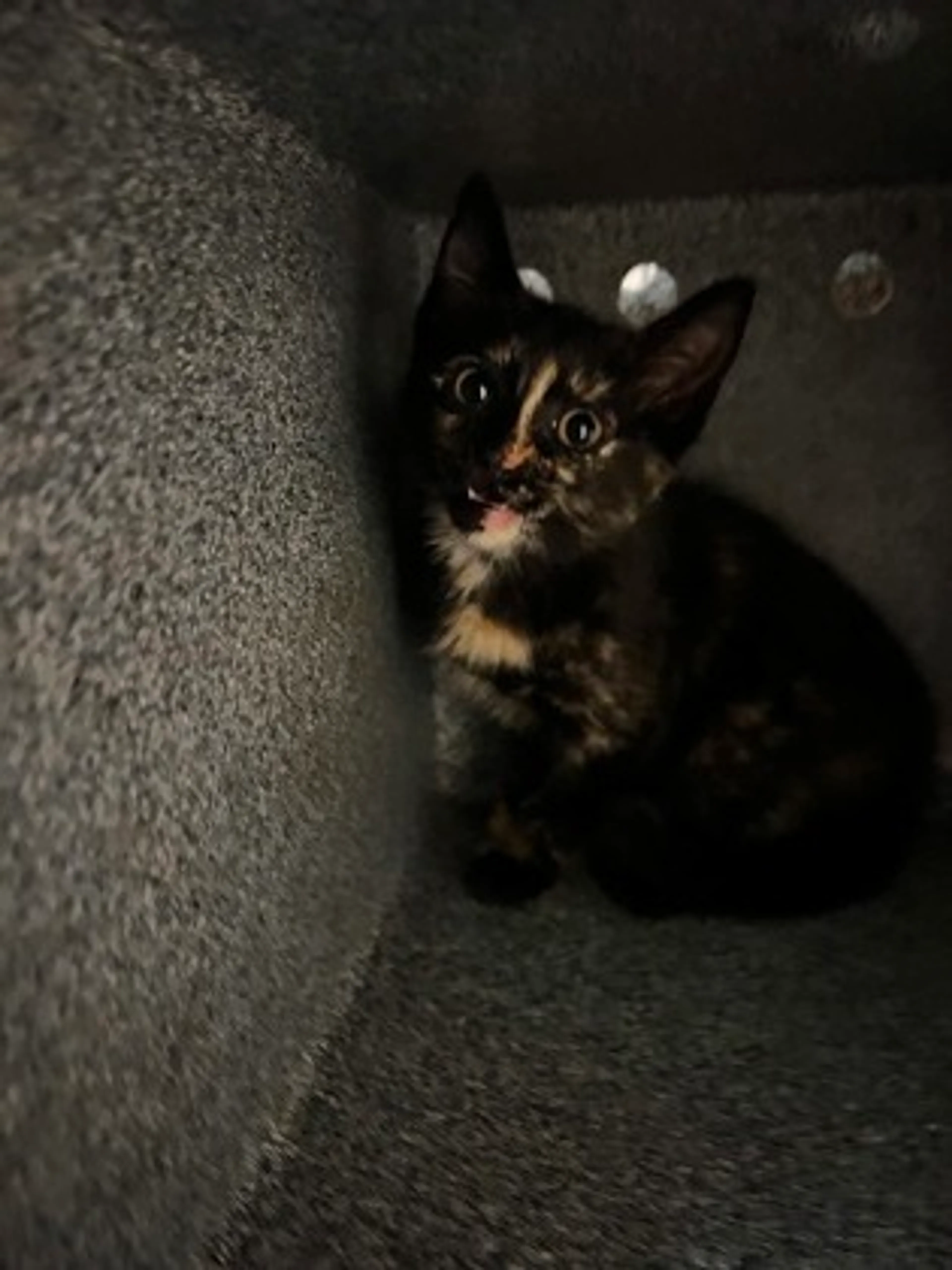 Found pet-0