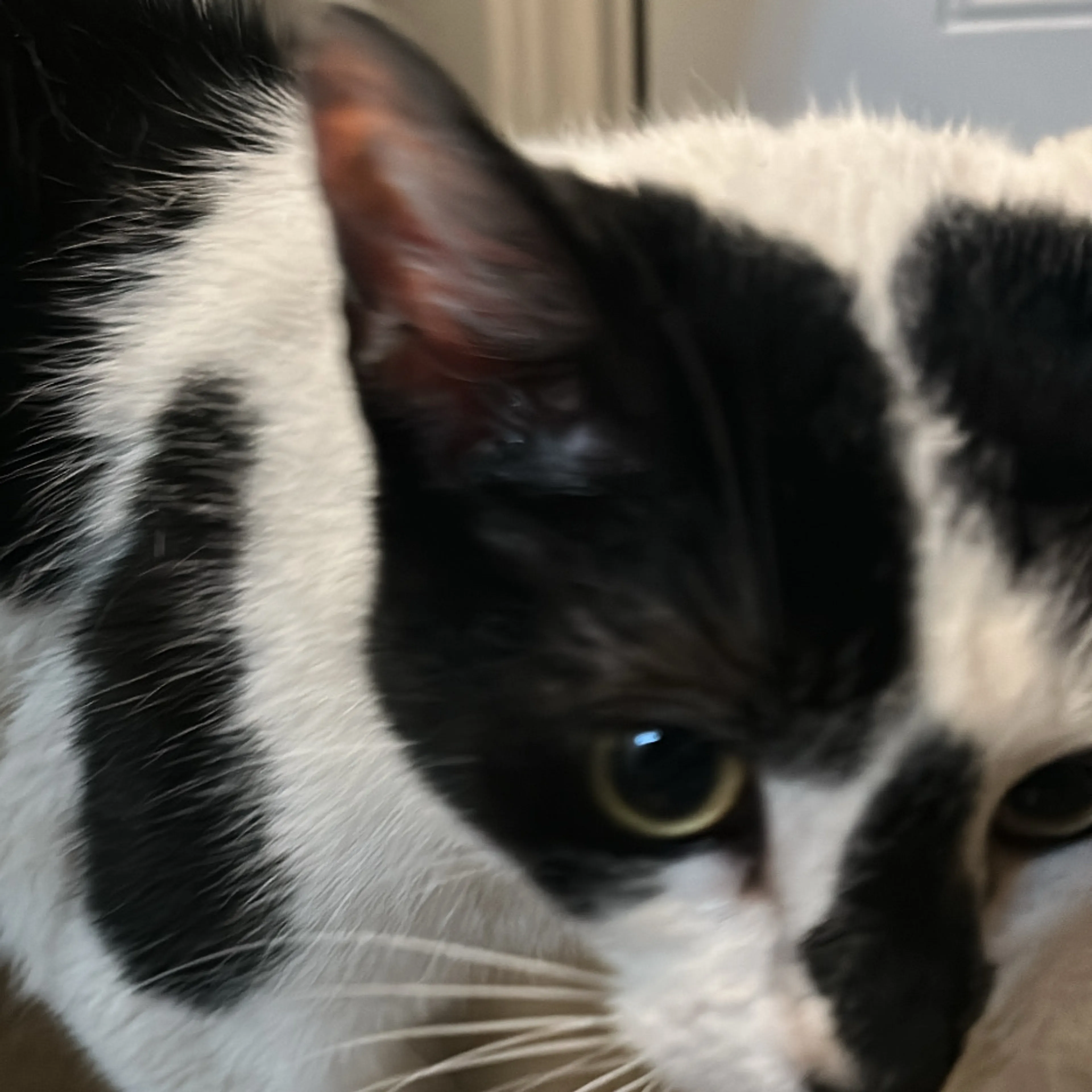 Found pet-2