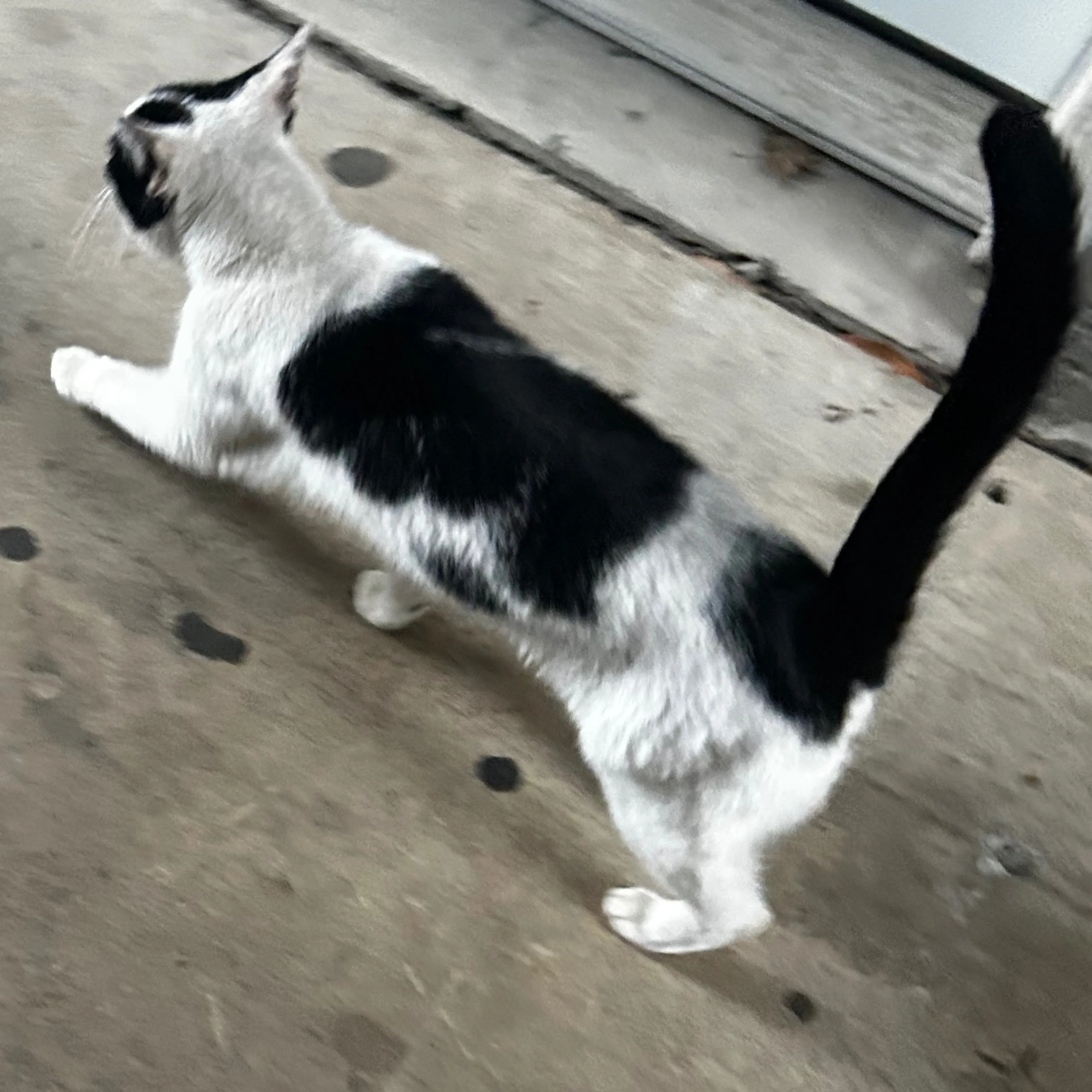 Found pet-1