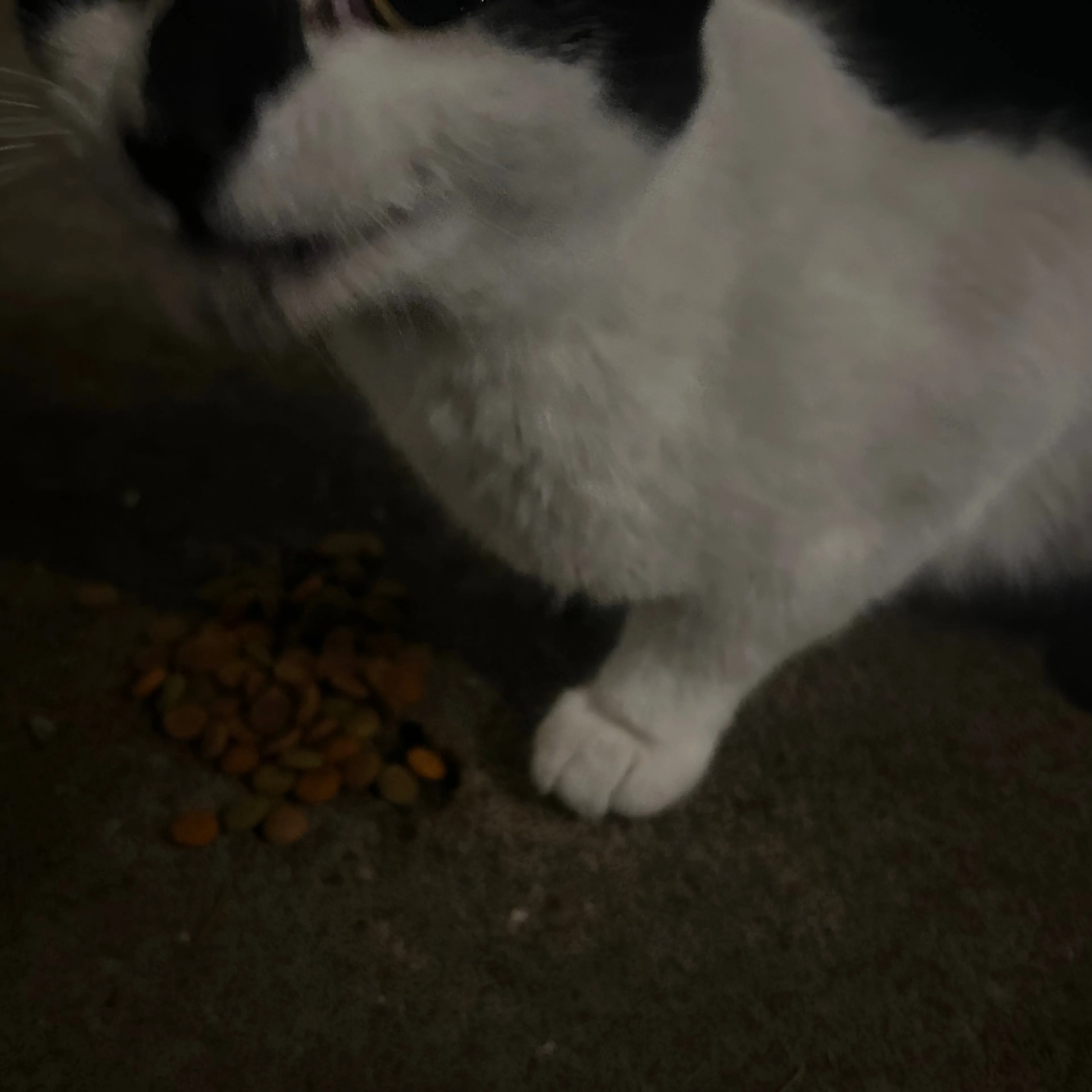 Found pet-3