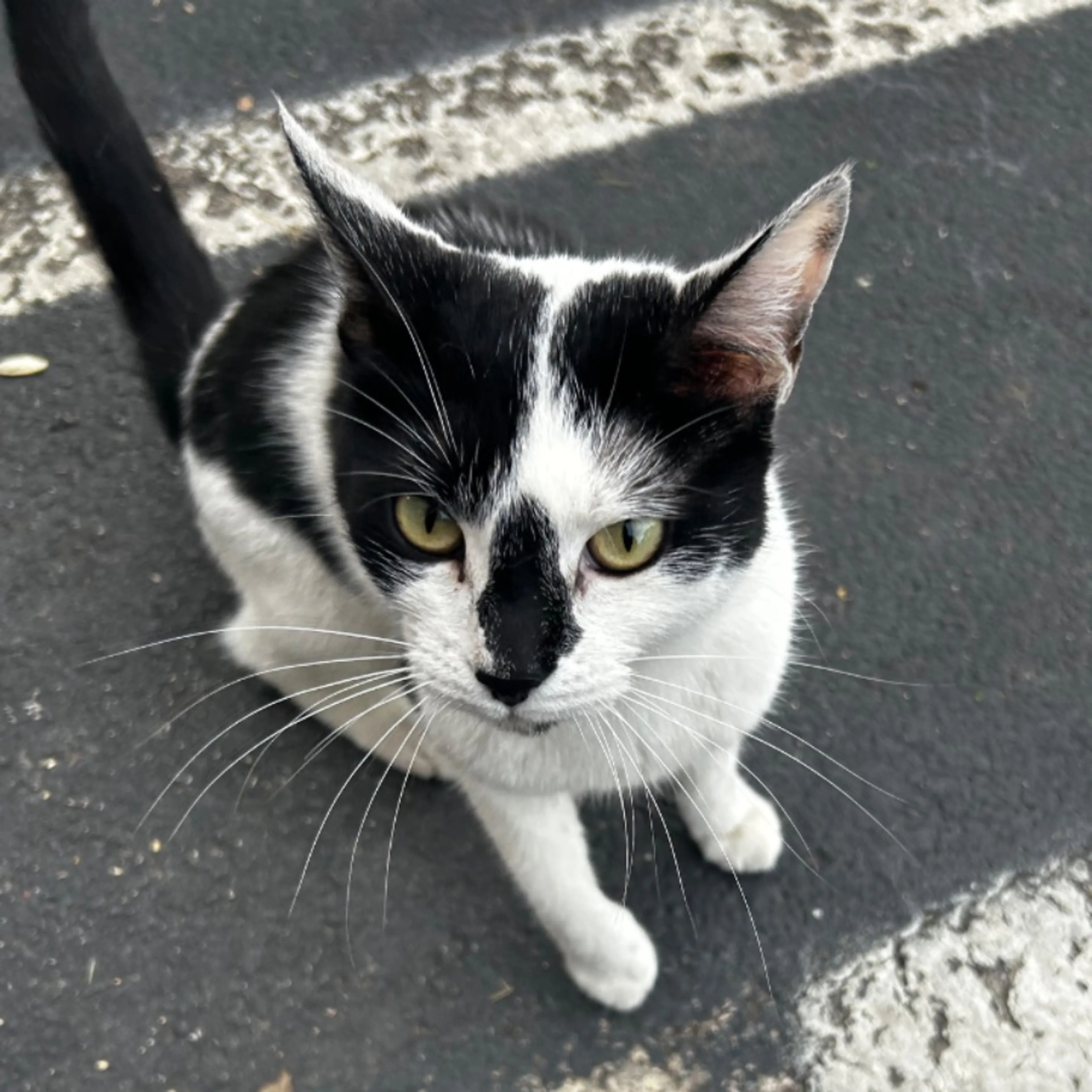 Found pet-0