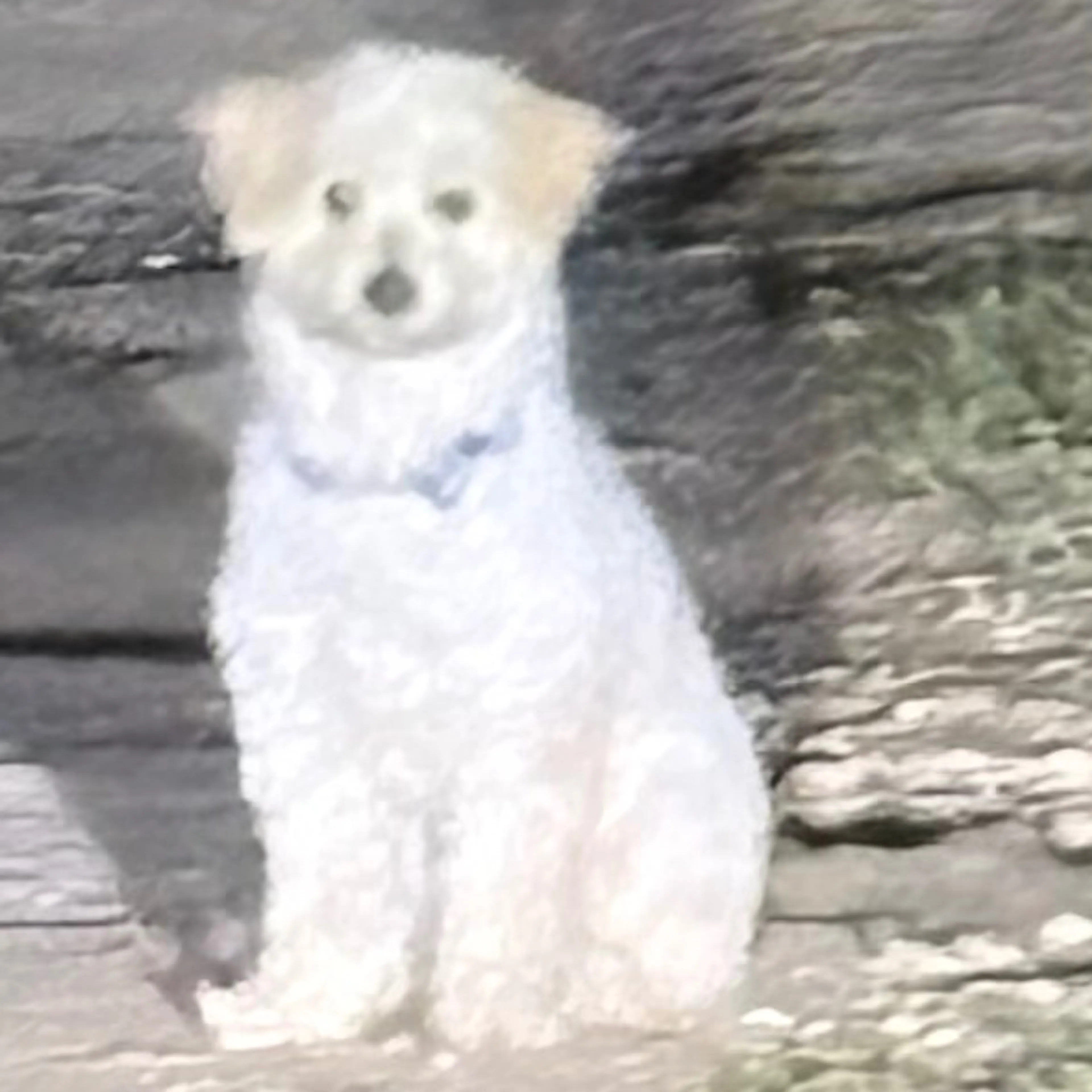 Found pet-2
