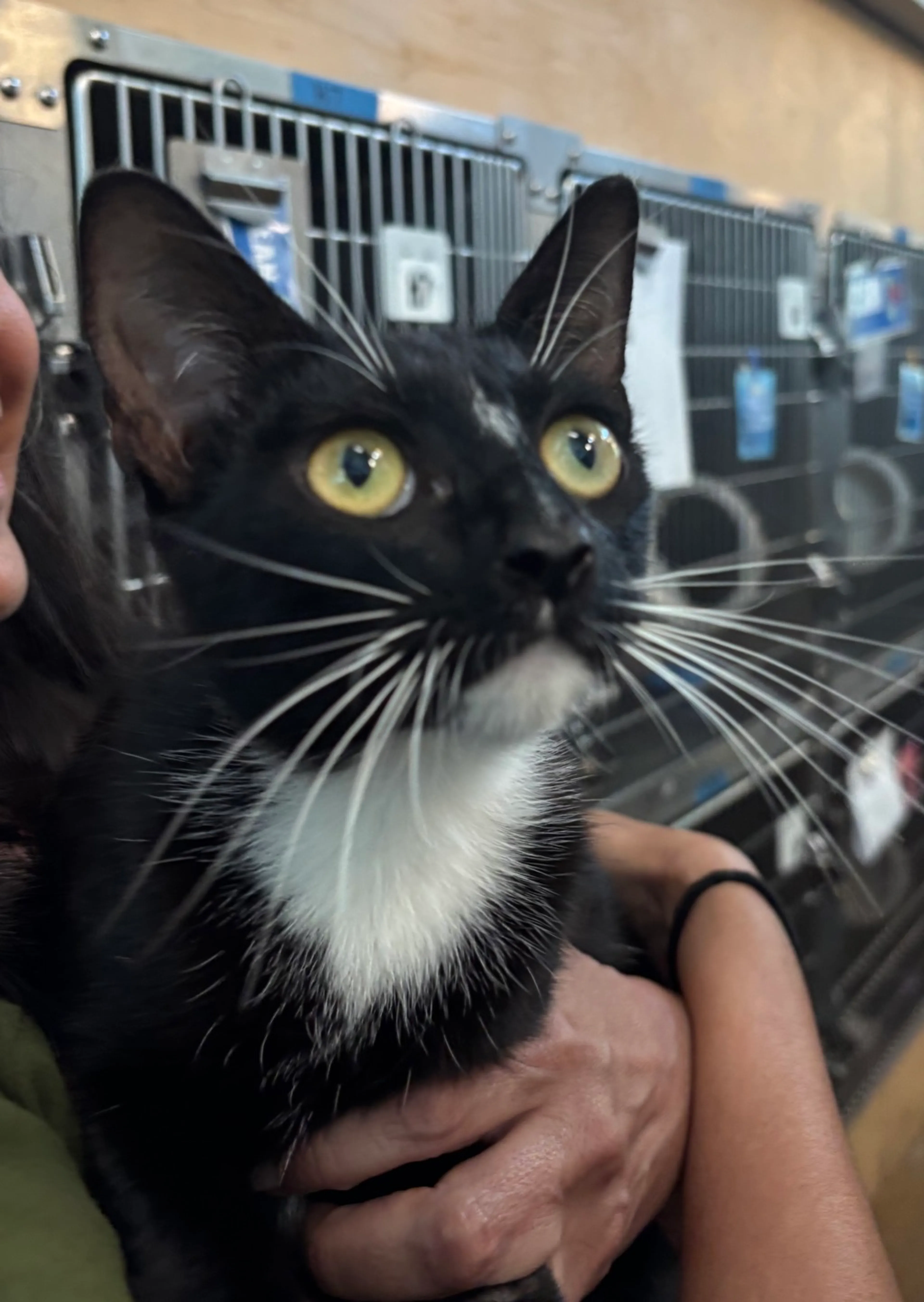 Found pet-1