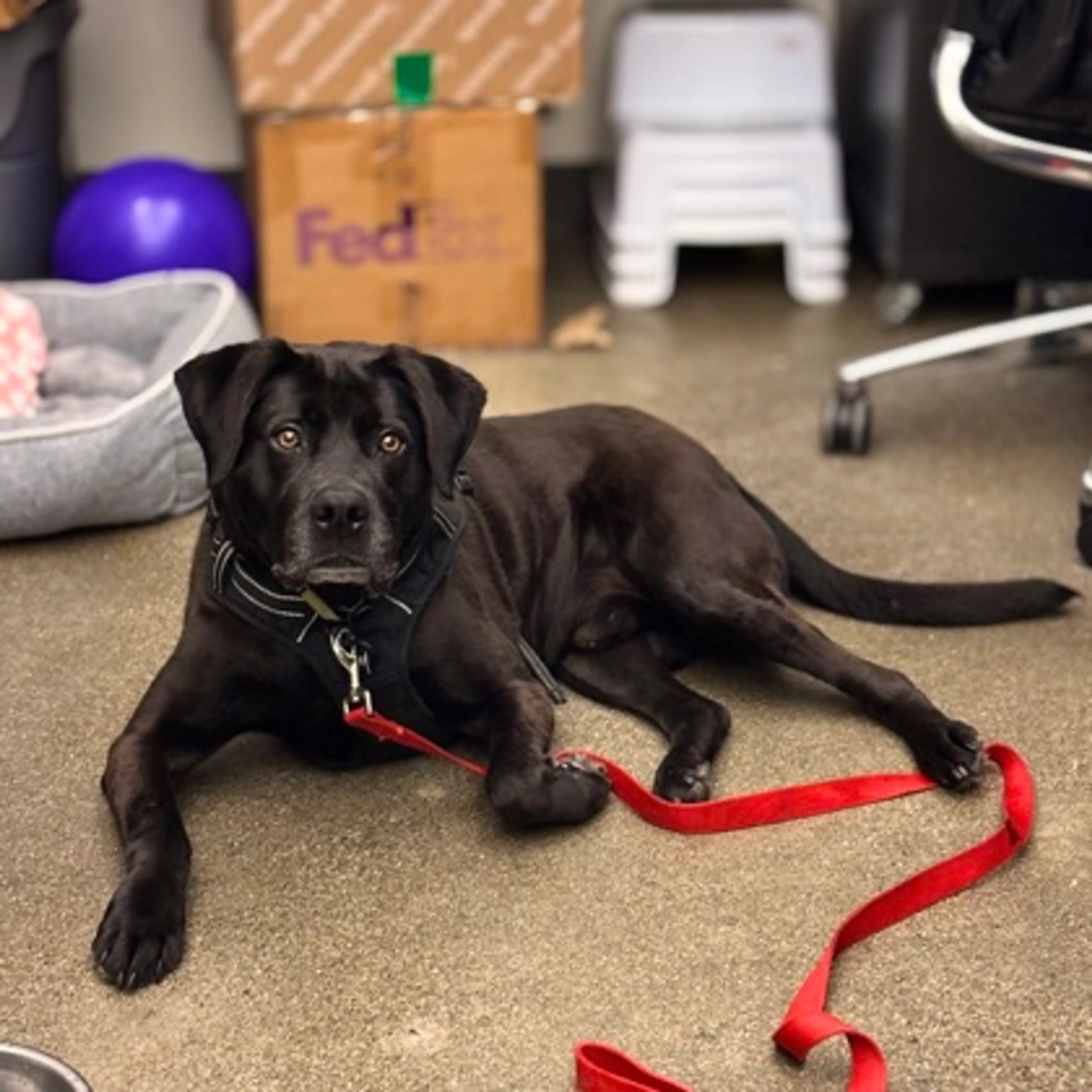 Found pet-1