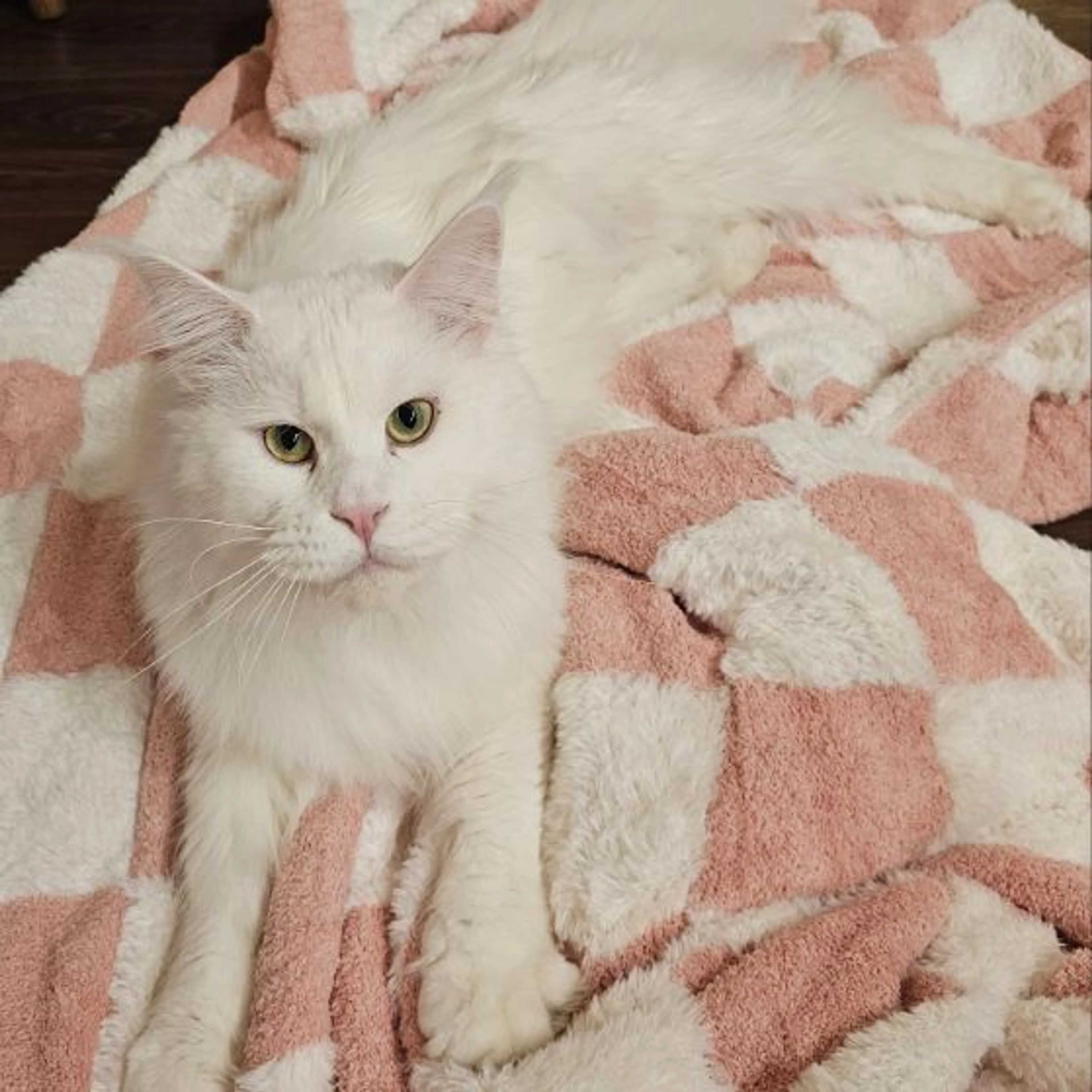 Lost pet