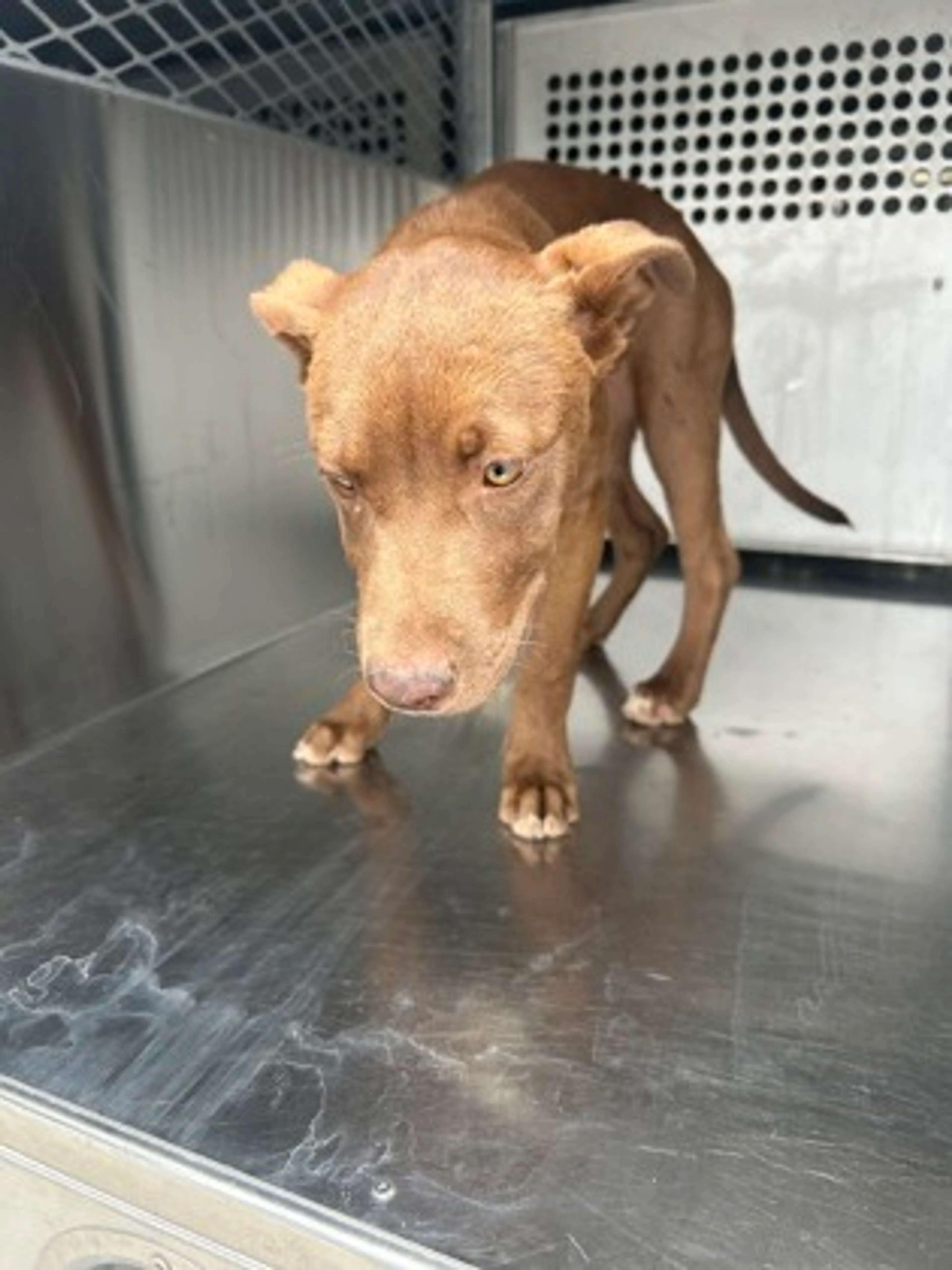 Found pet