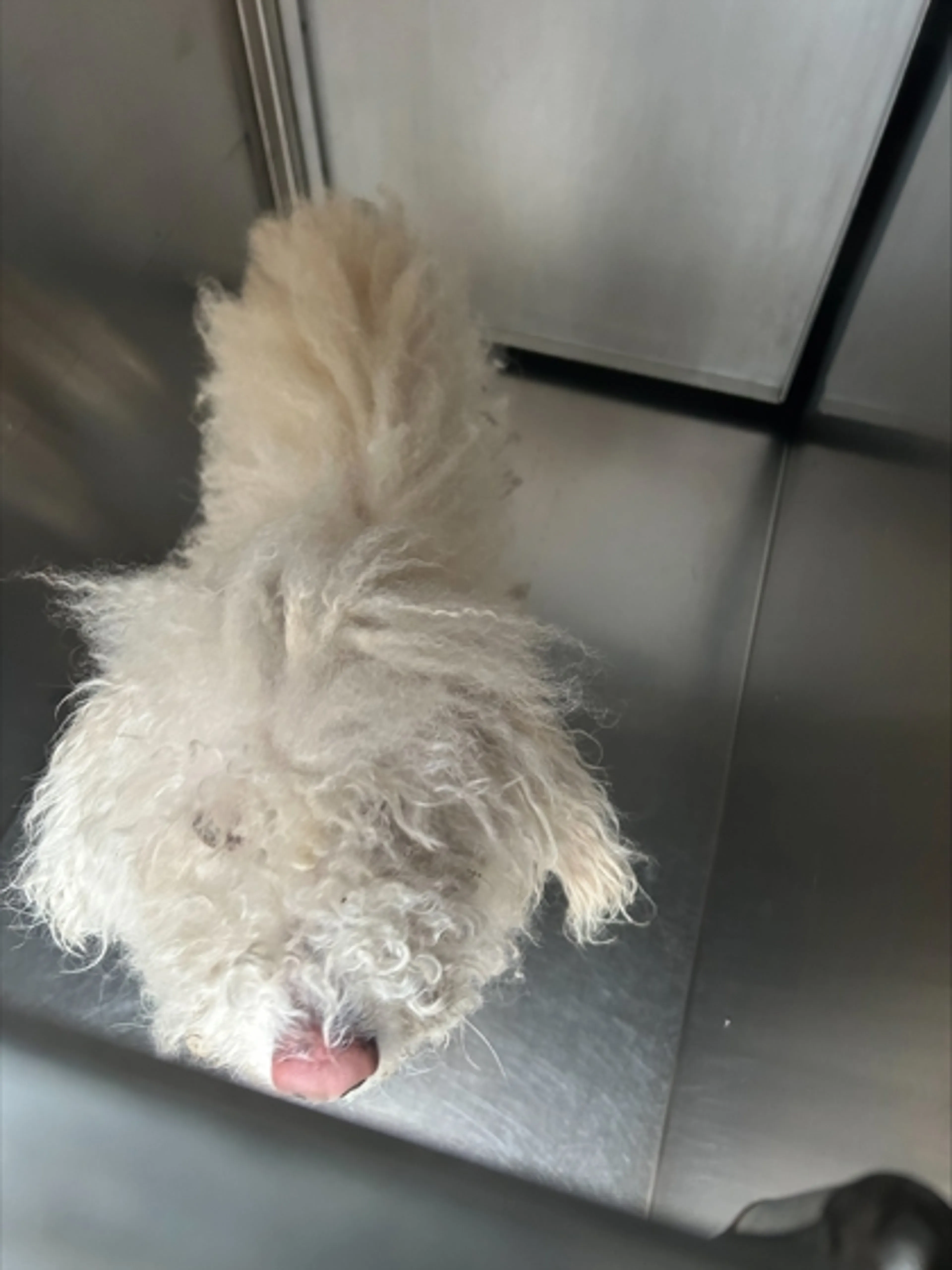 Found pet
