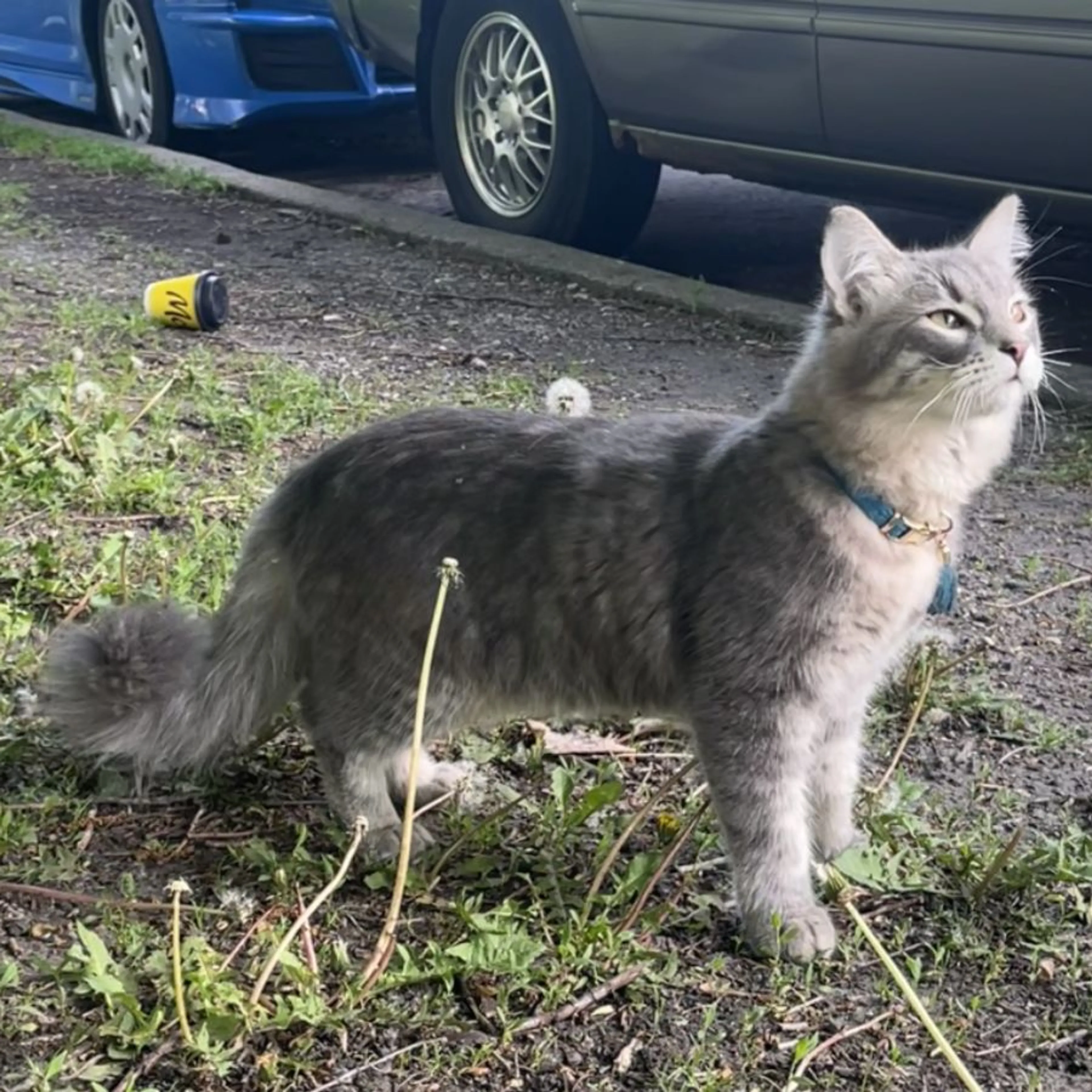 Found pet