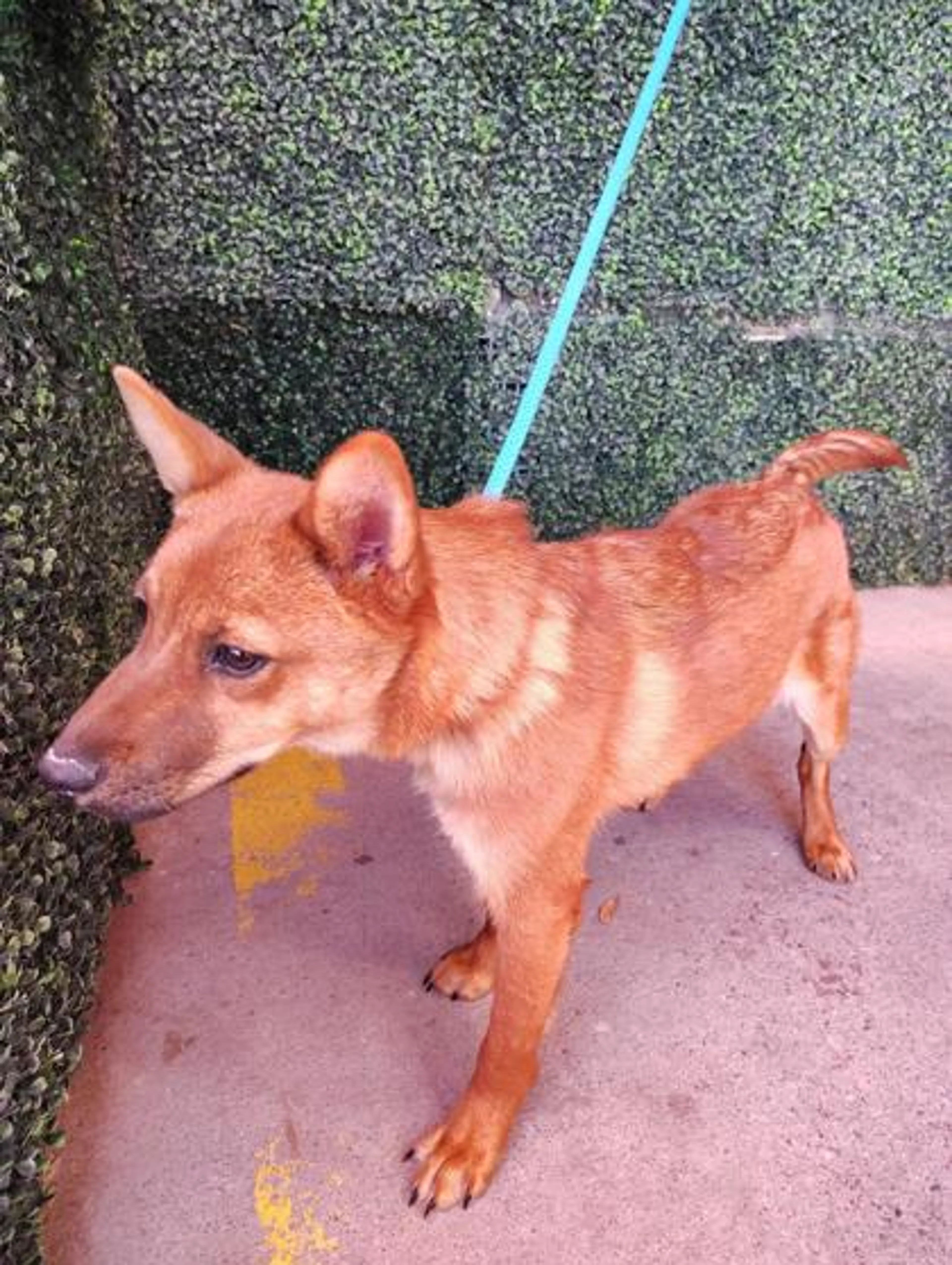 Found pet