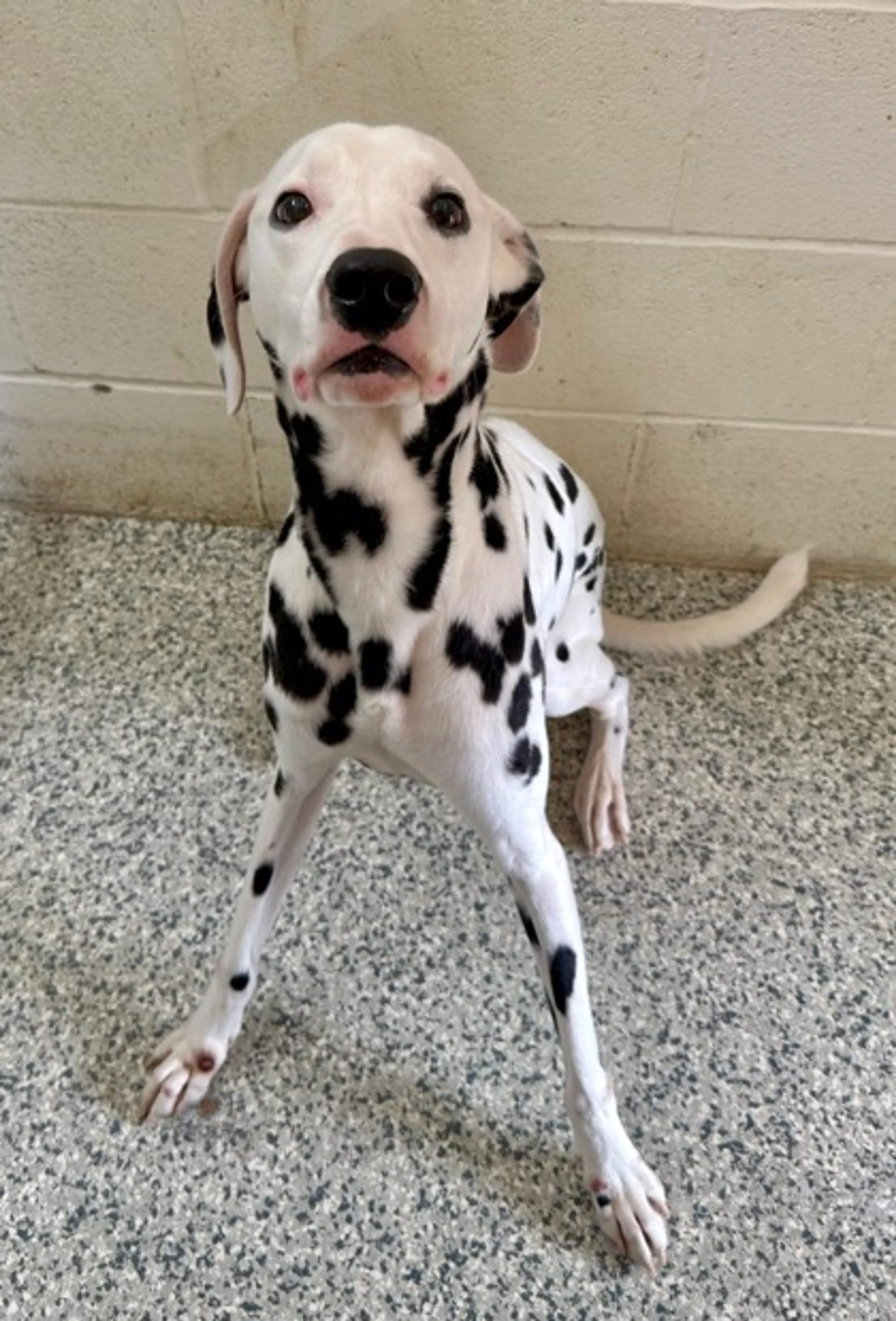 Found pet-2