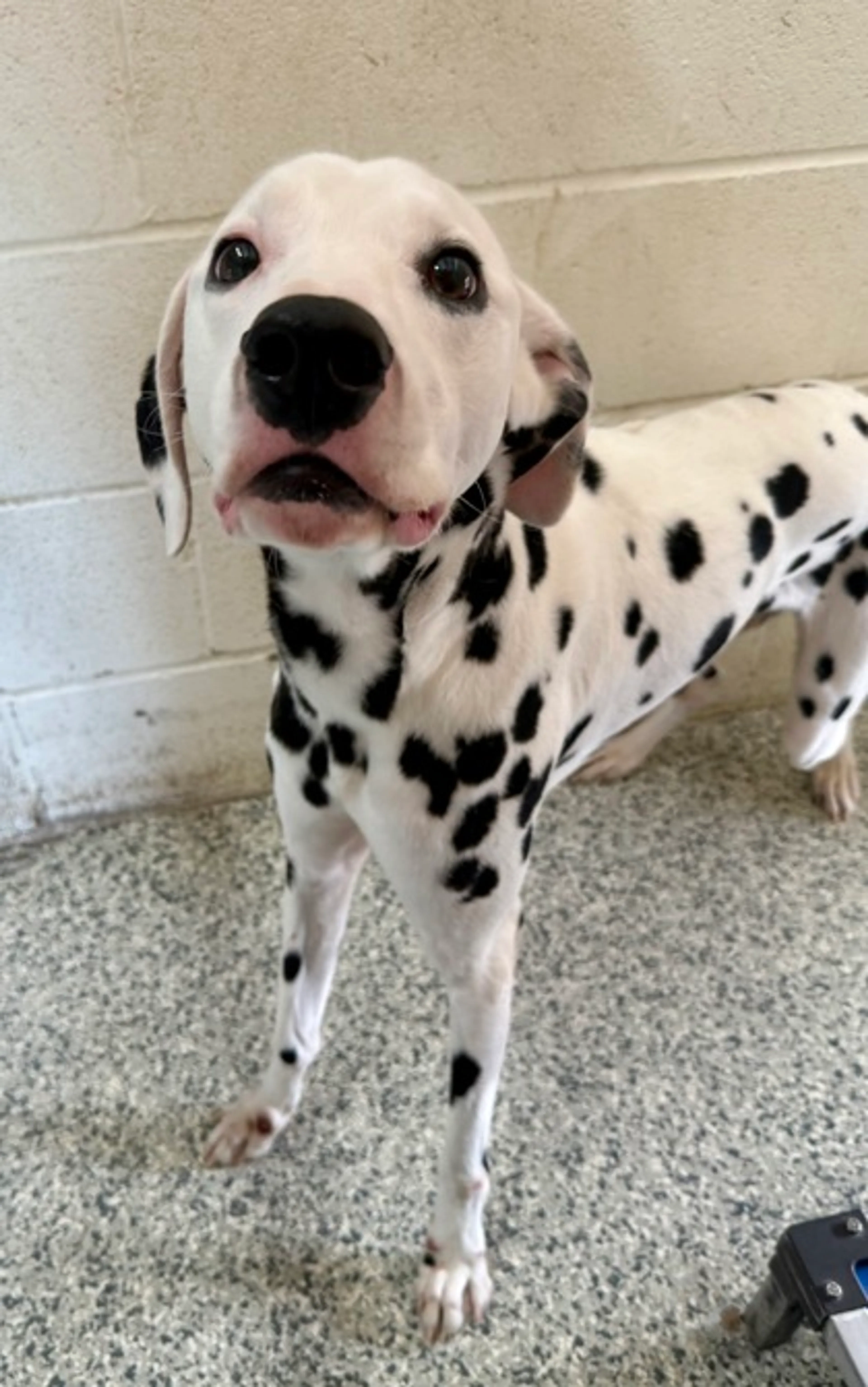 Found pet-1