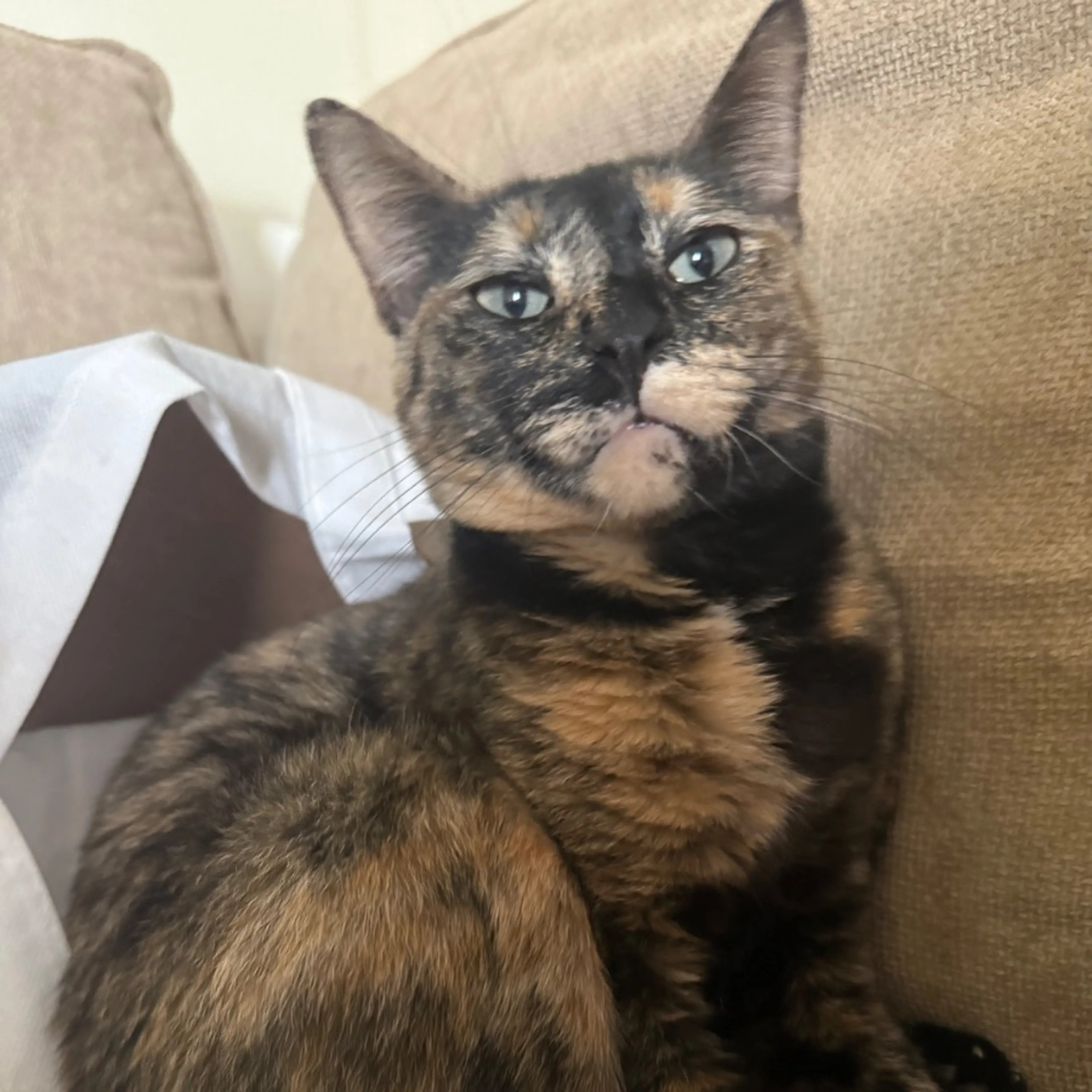 Lost pet-0