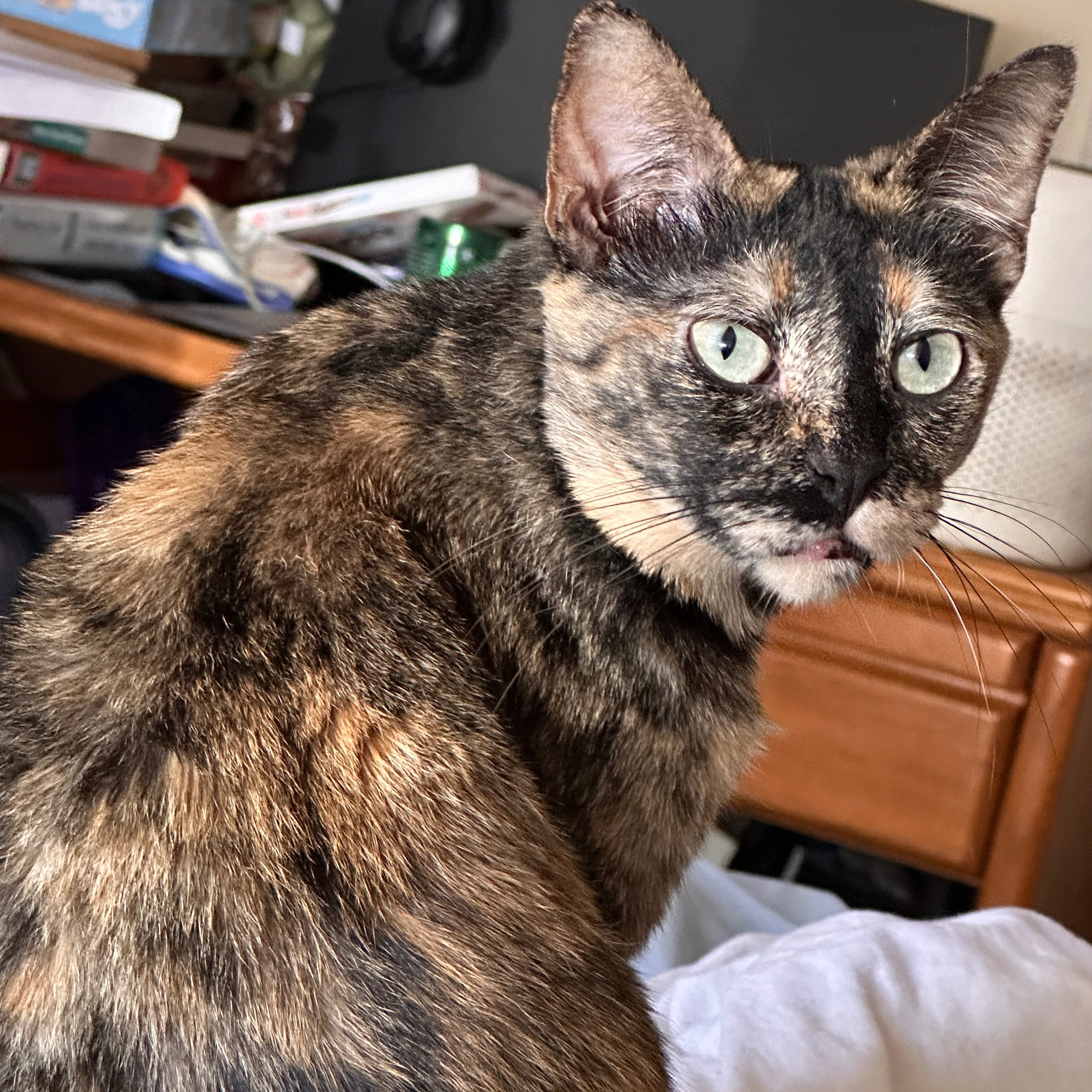 Lost pet-3