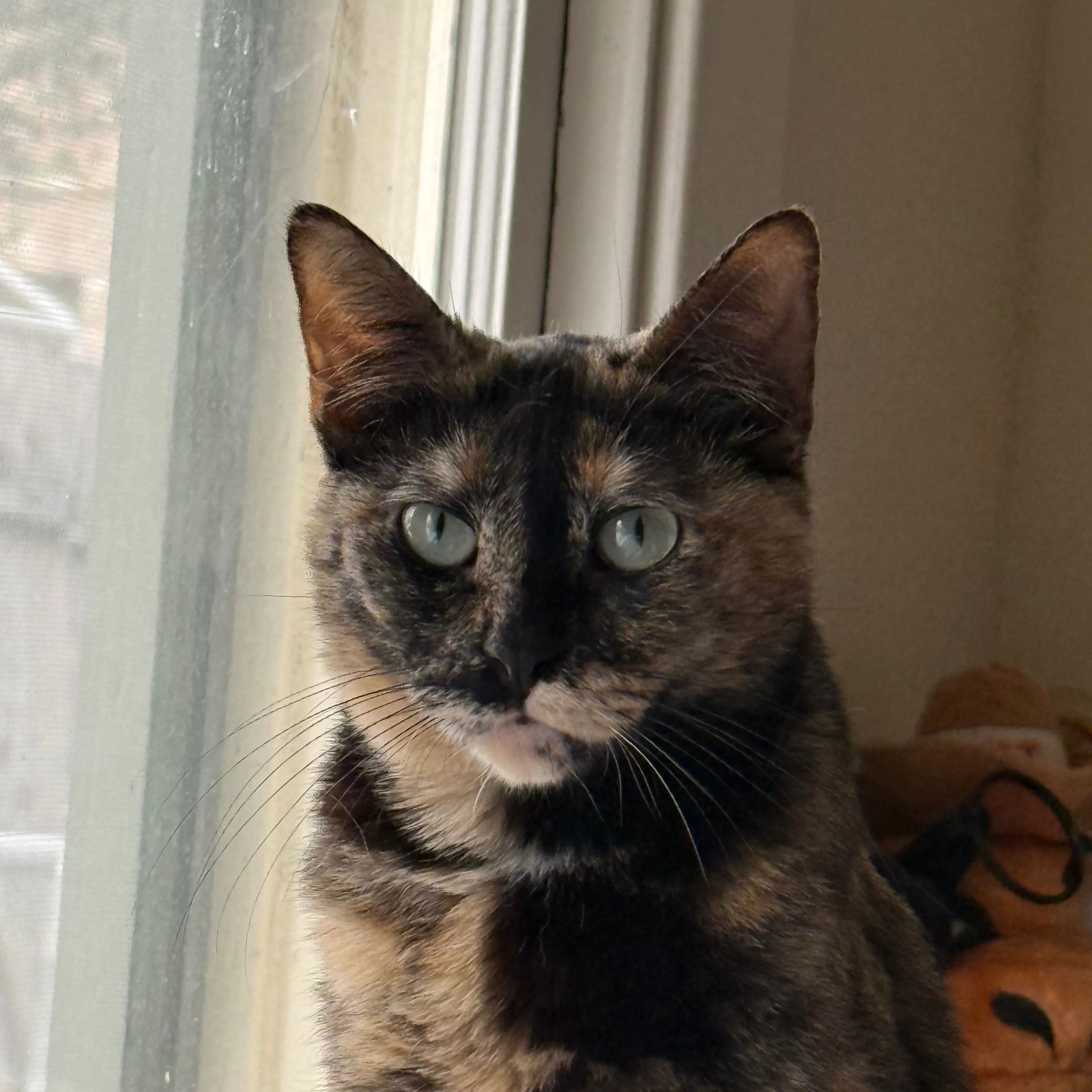 Lost pet-2