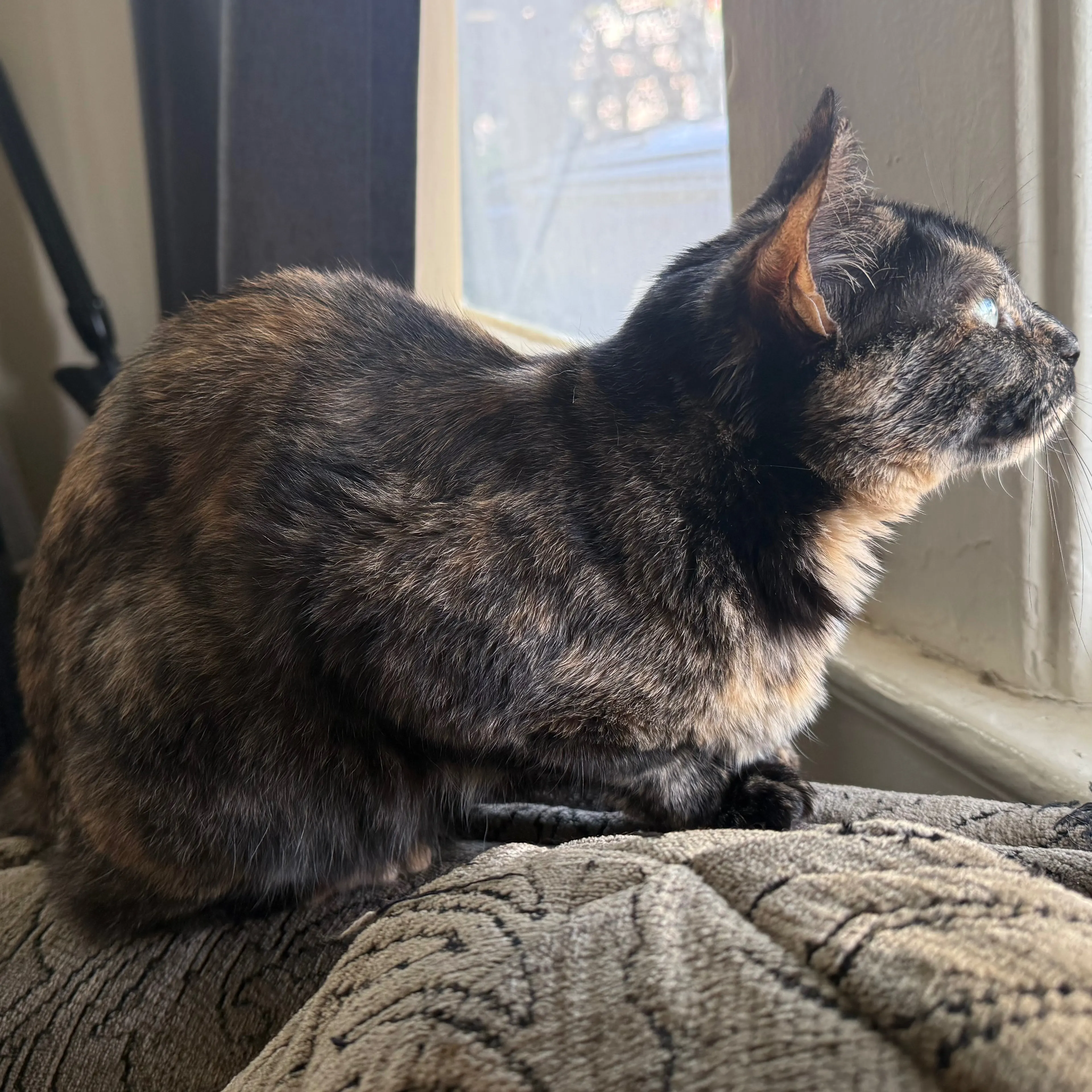 Lost pet-1