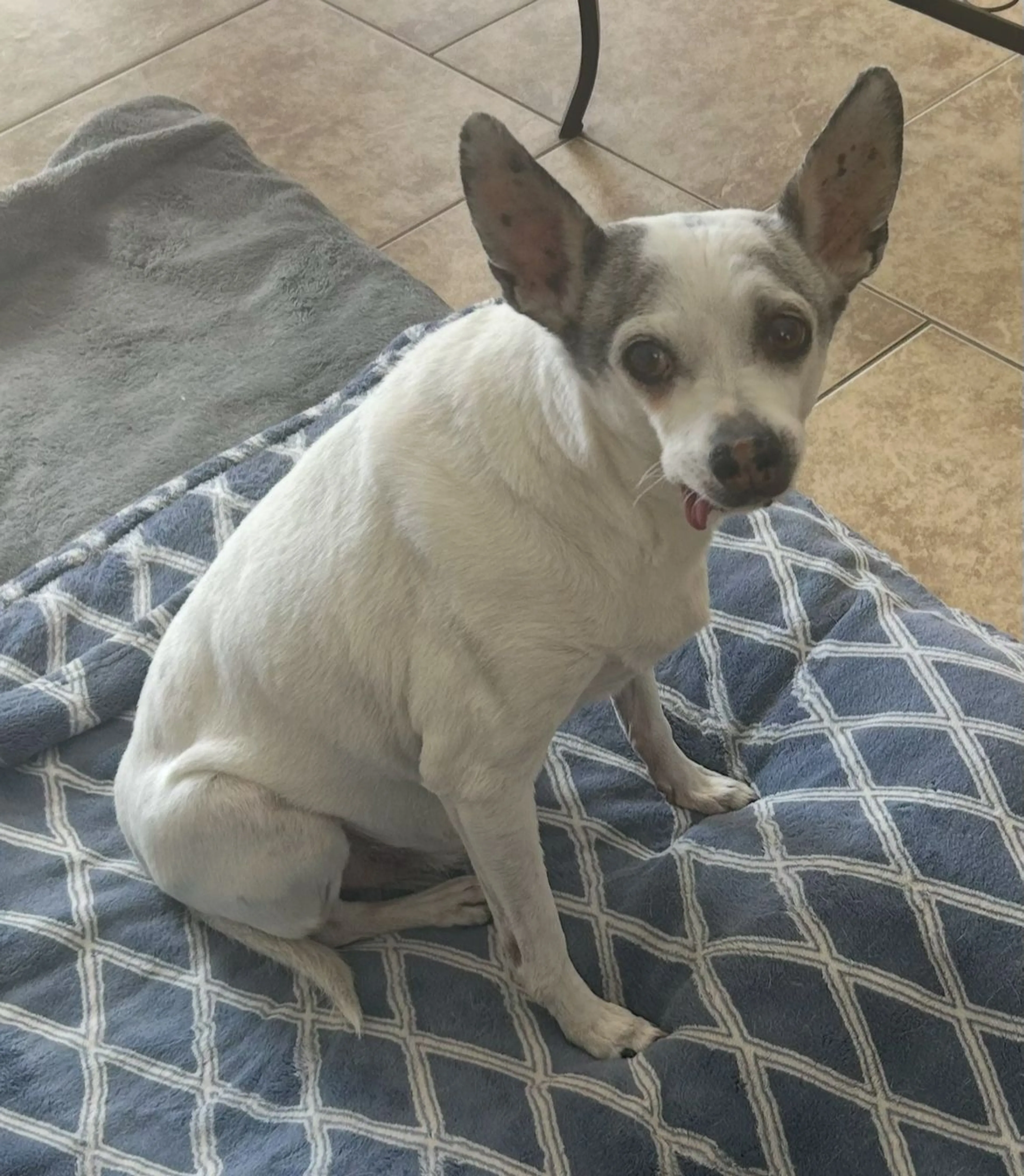 Lost pet