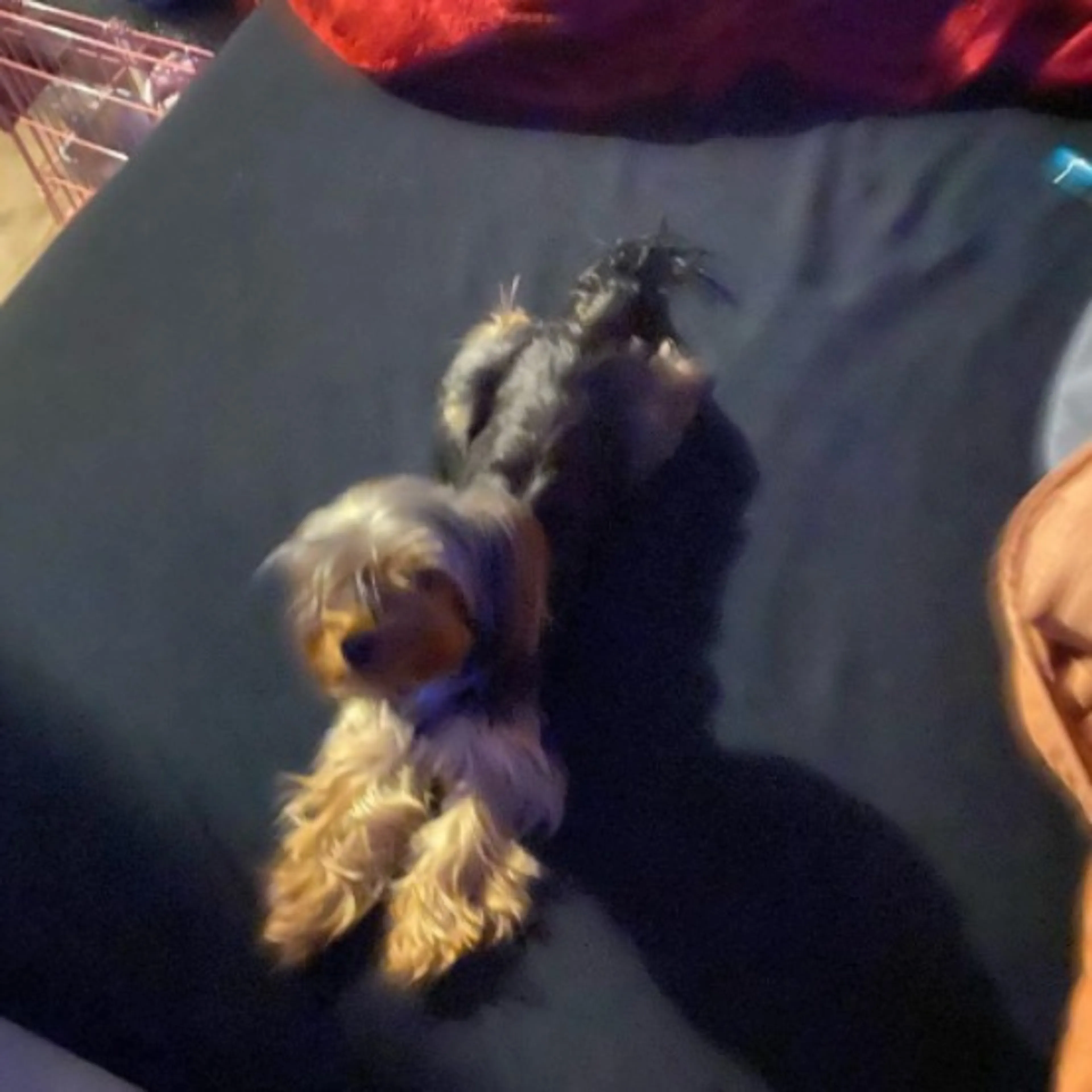 Lost pet