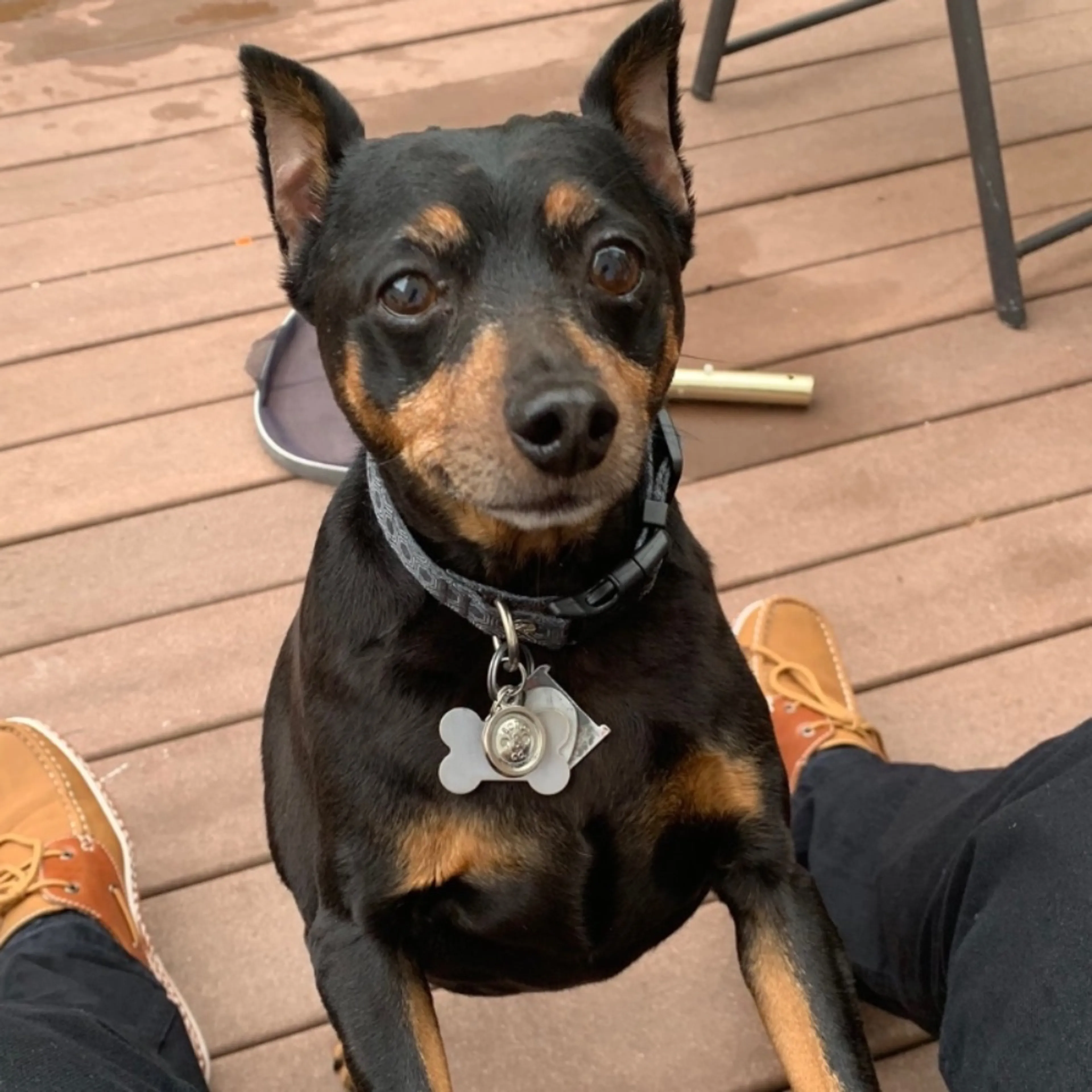 Lost pet