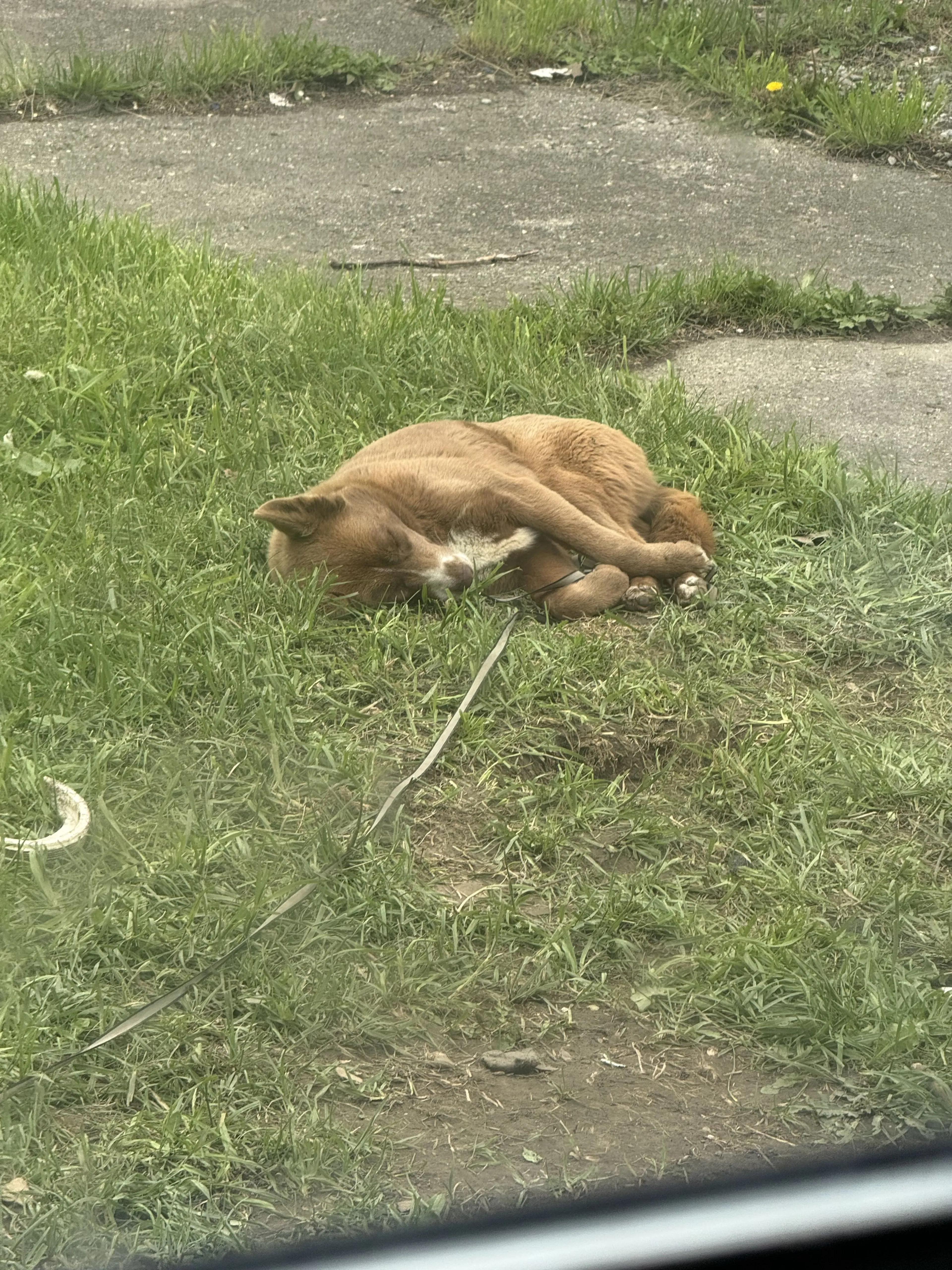 Lost pet