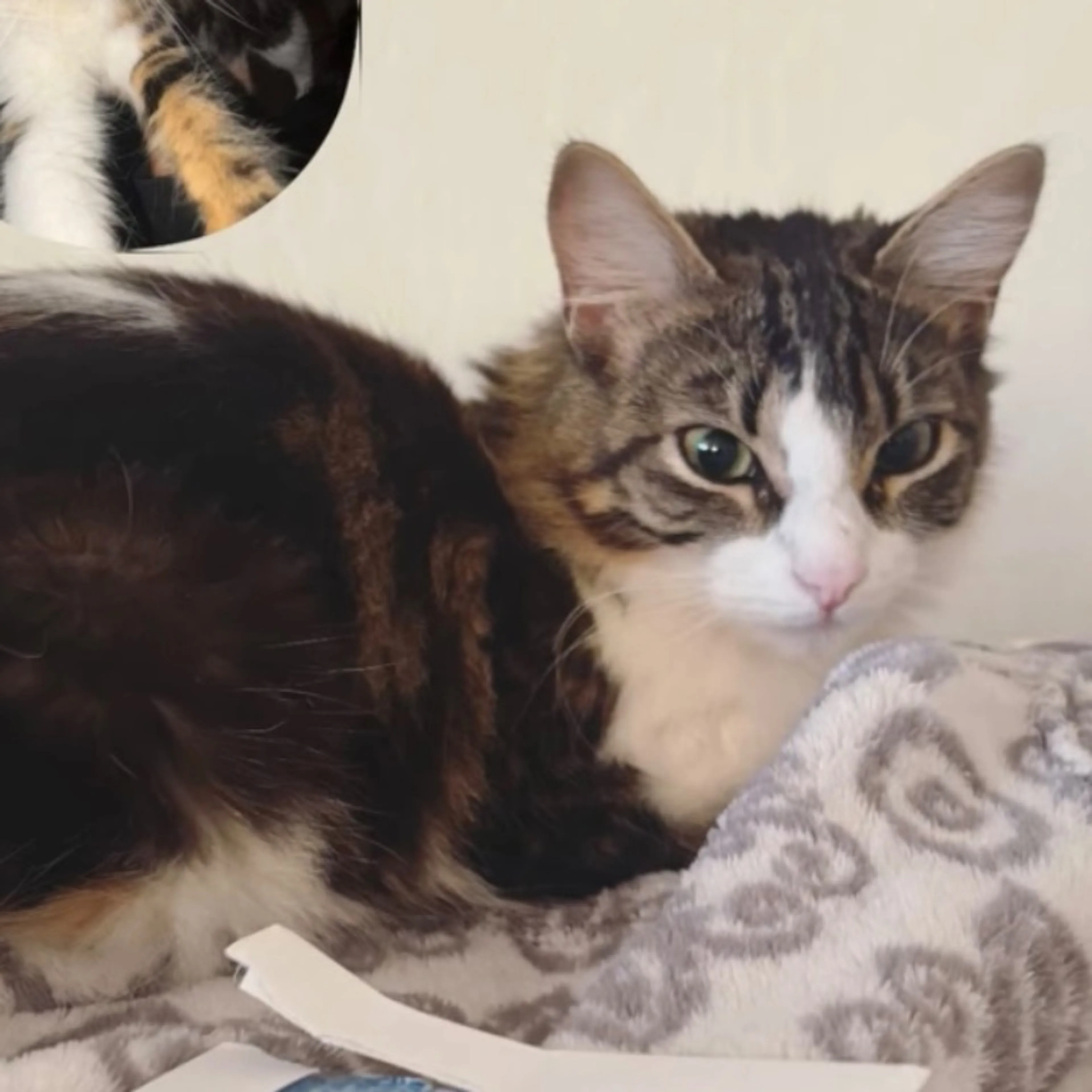 Lost pet