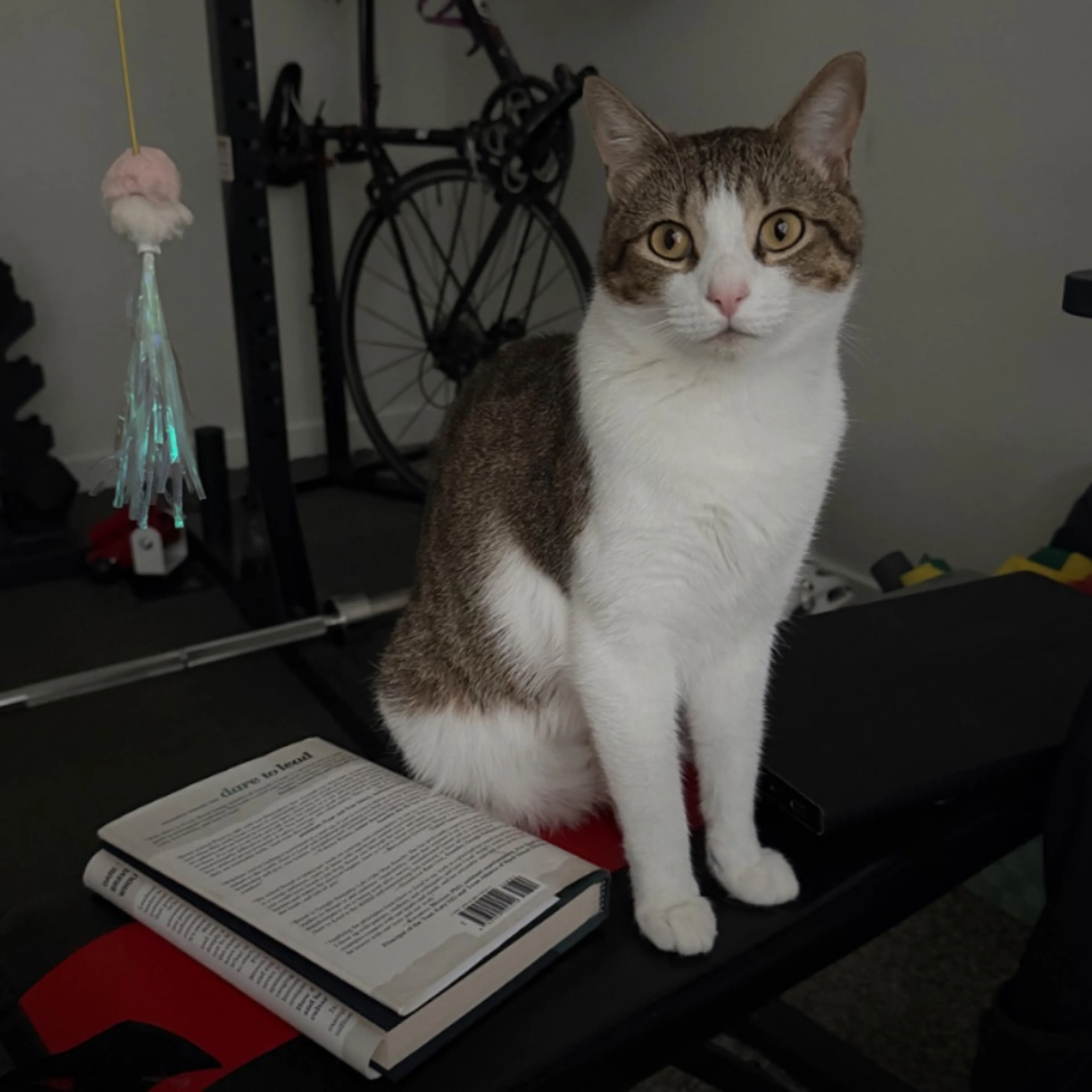 Lost pet