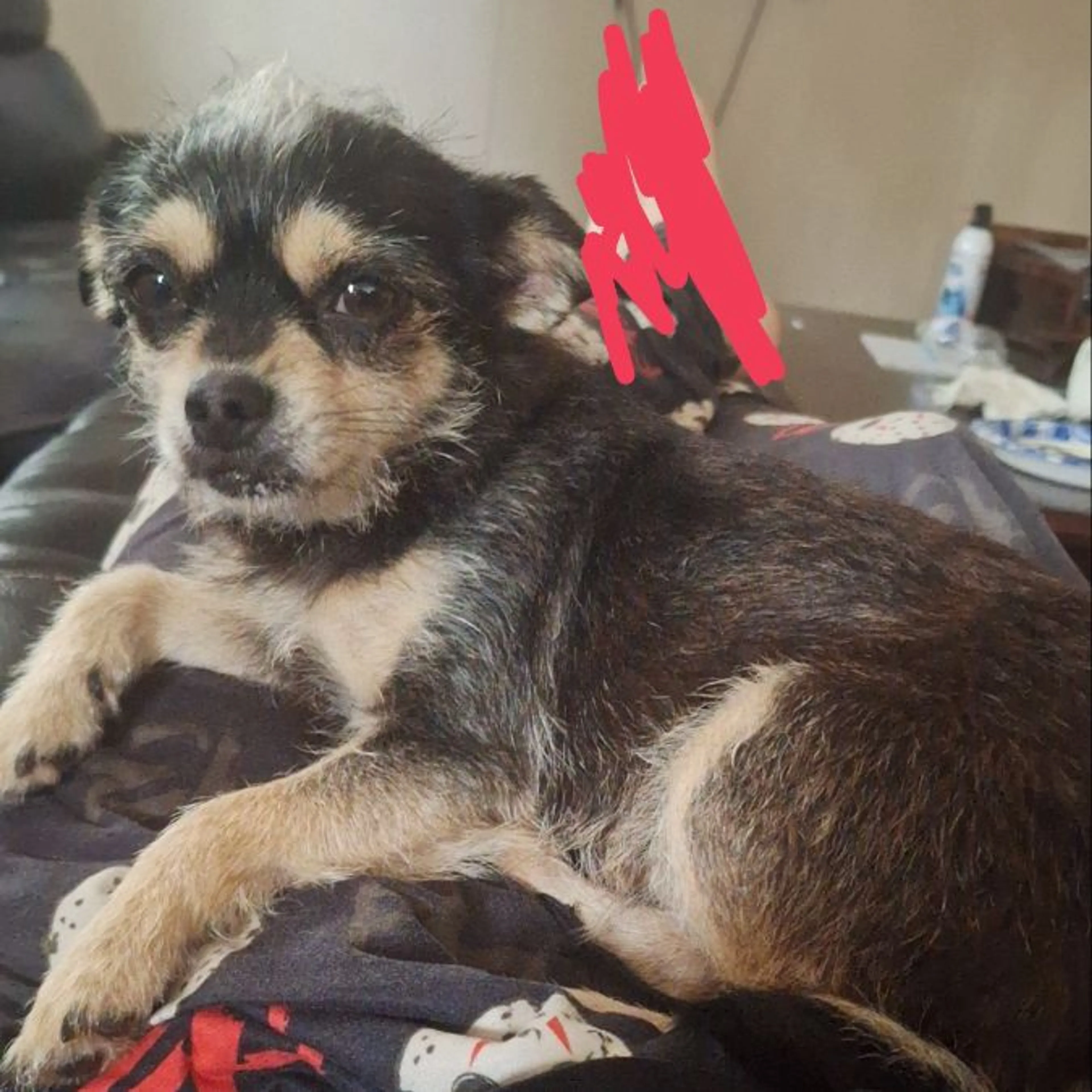 Lost pet