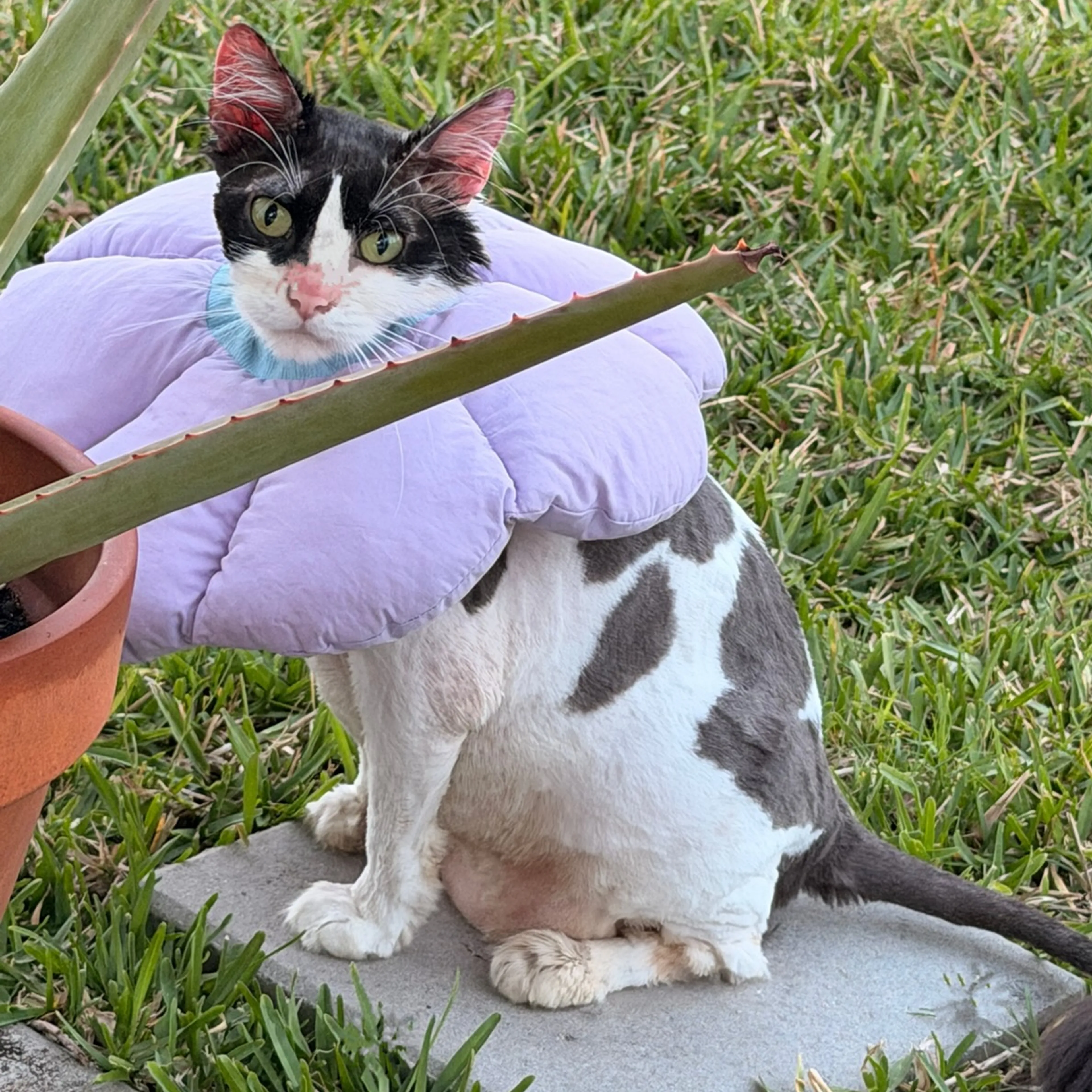 Lost pet-1