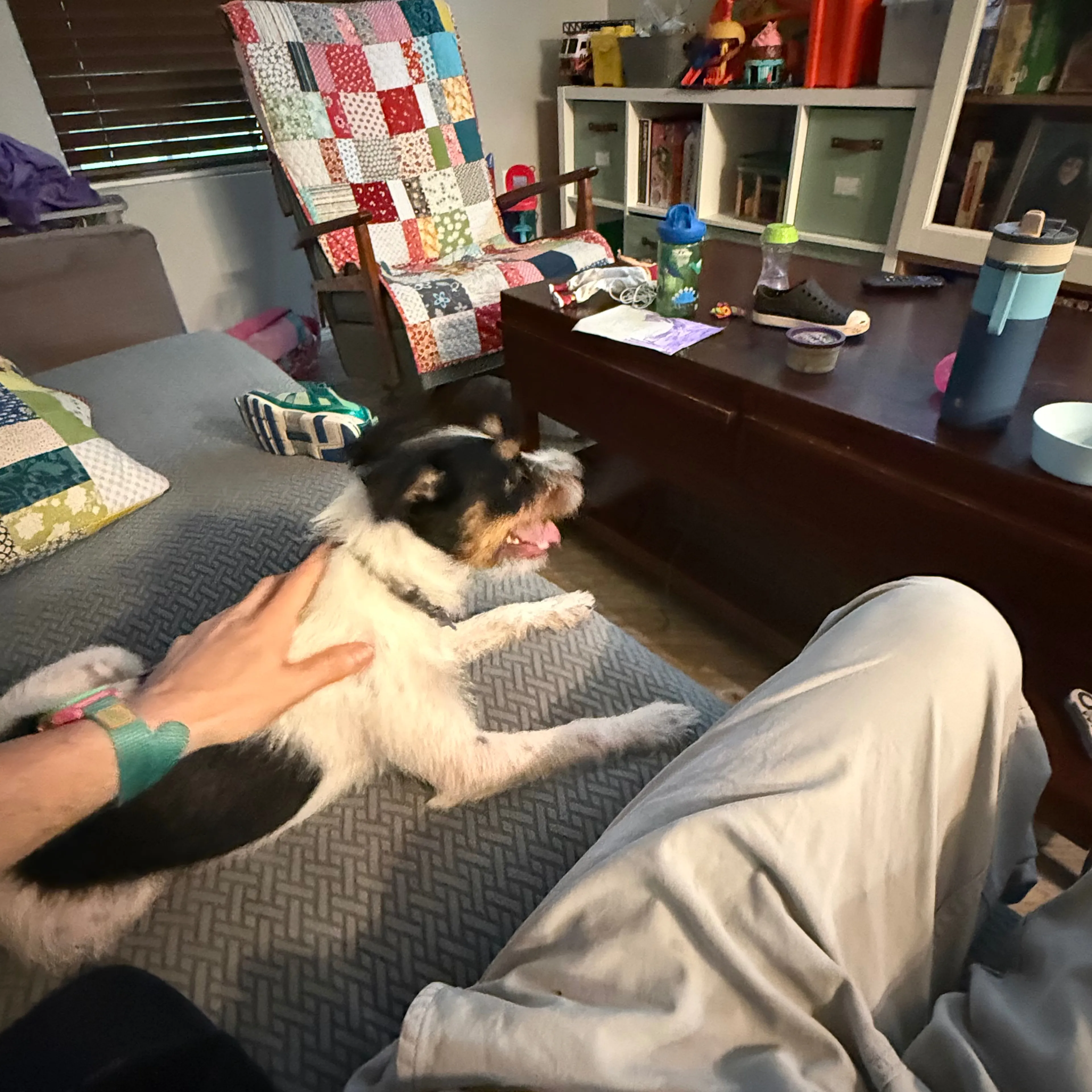 Found pet-1
