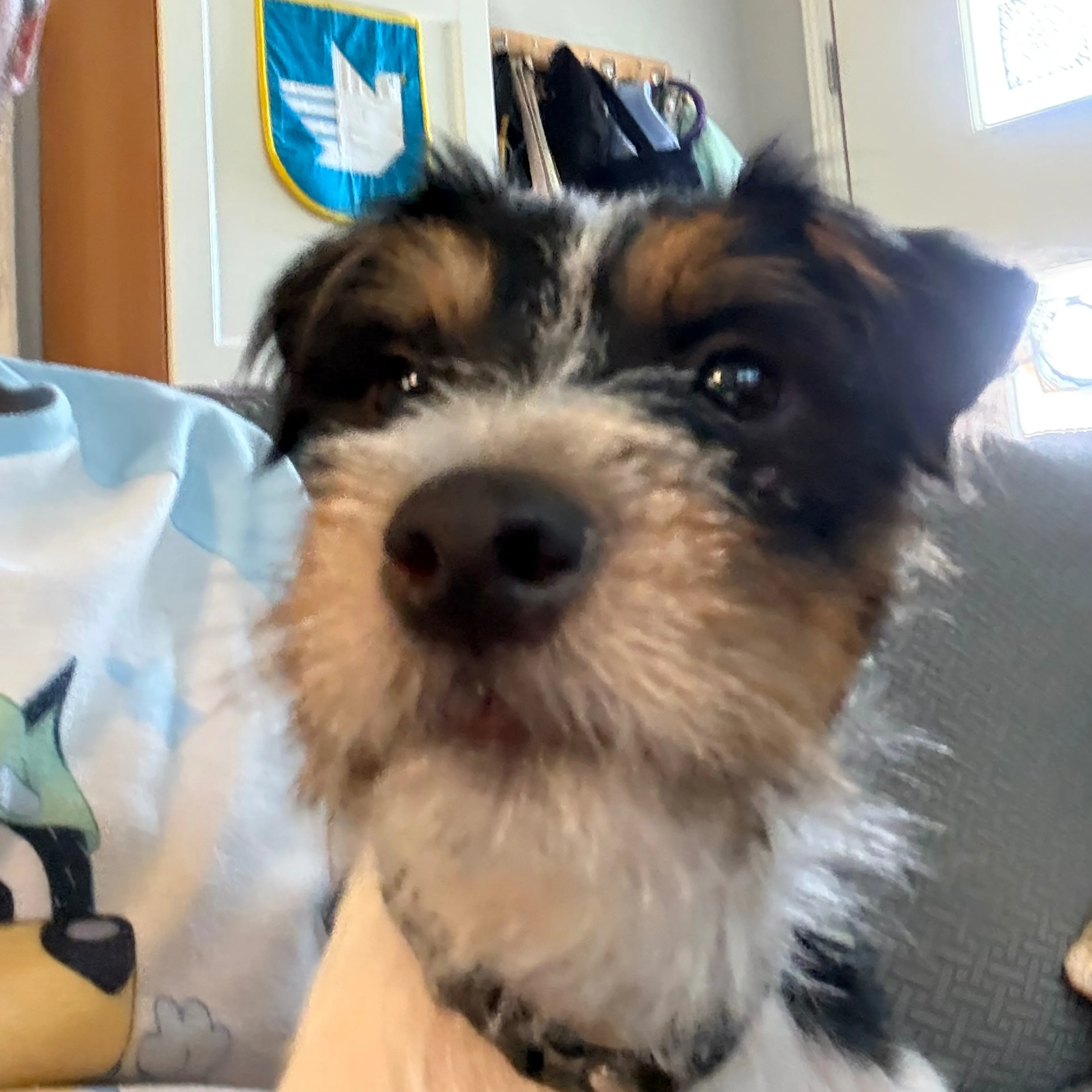 Found pet-2