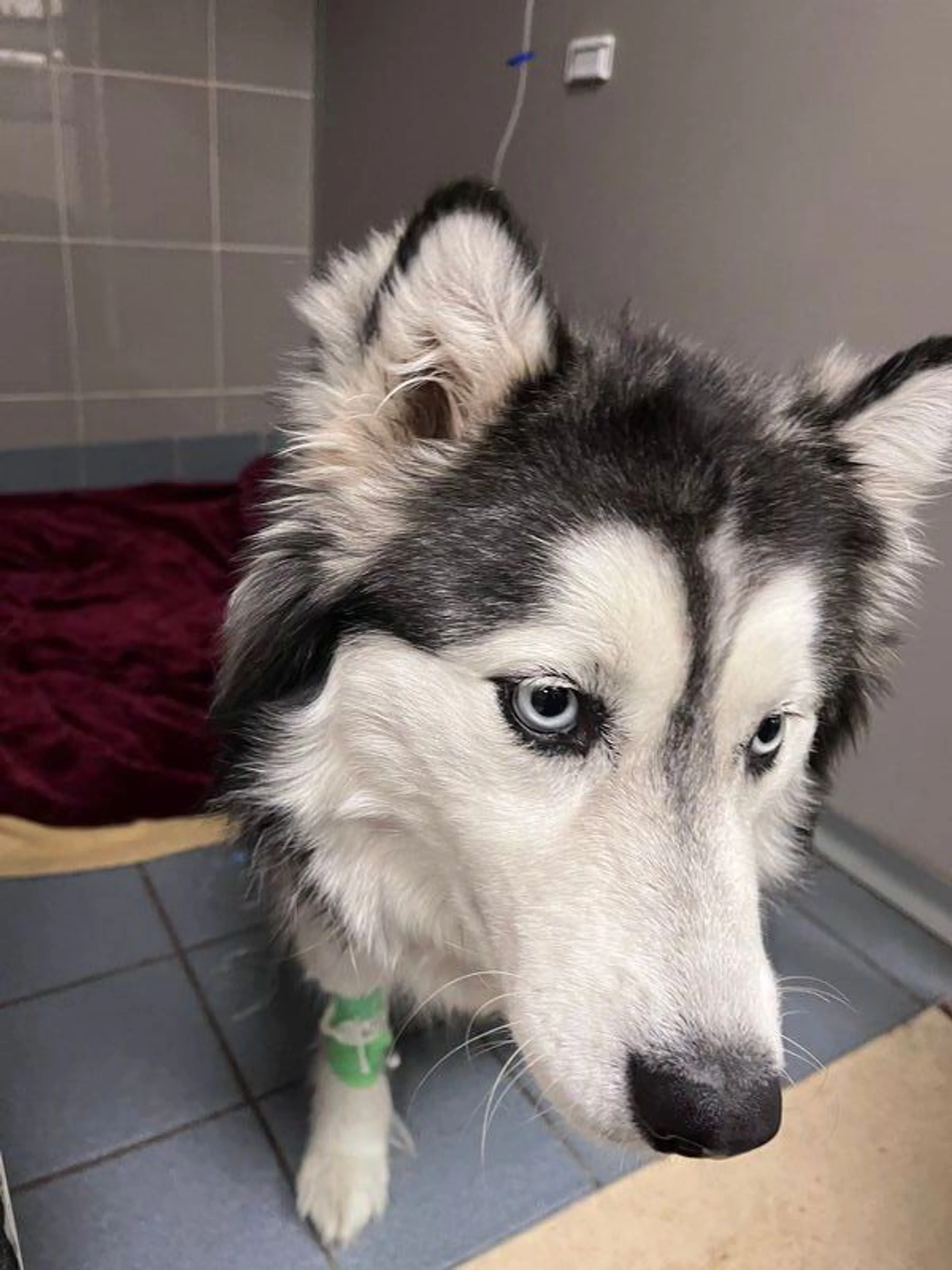 Lost pet-1