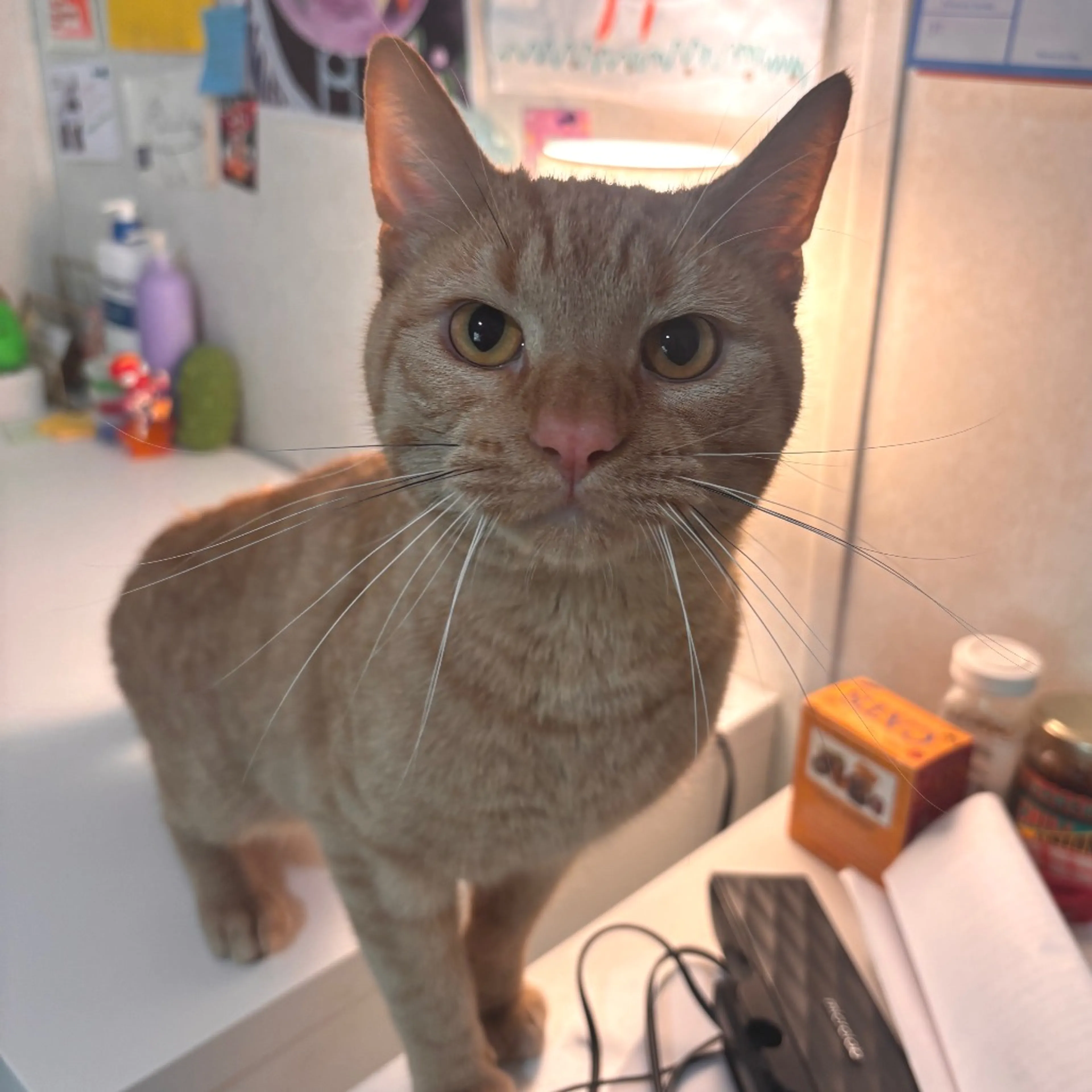 Found pet-0