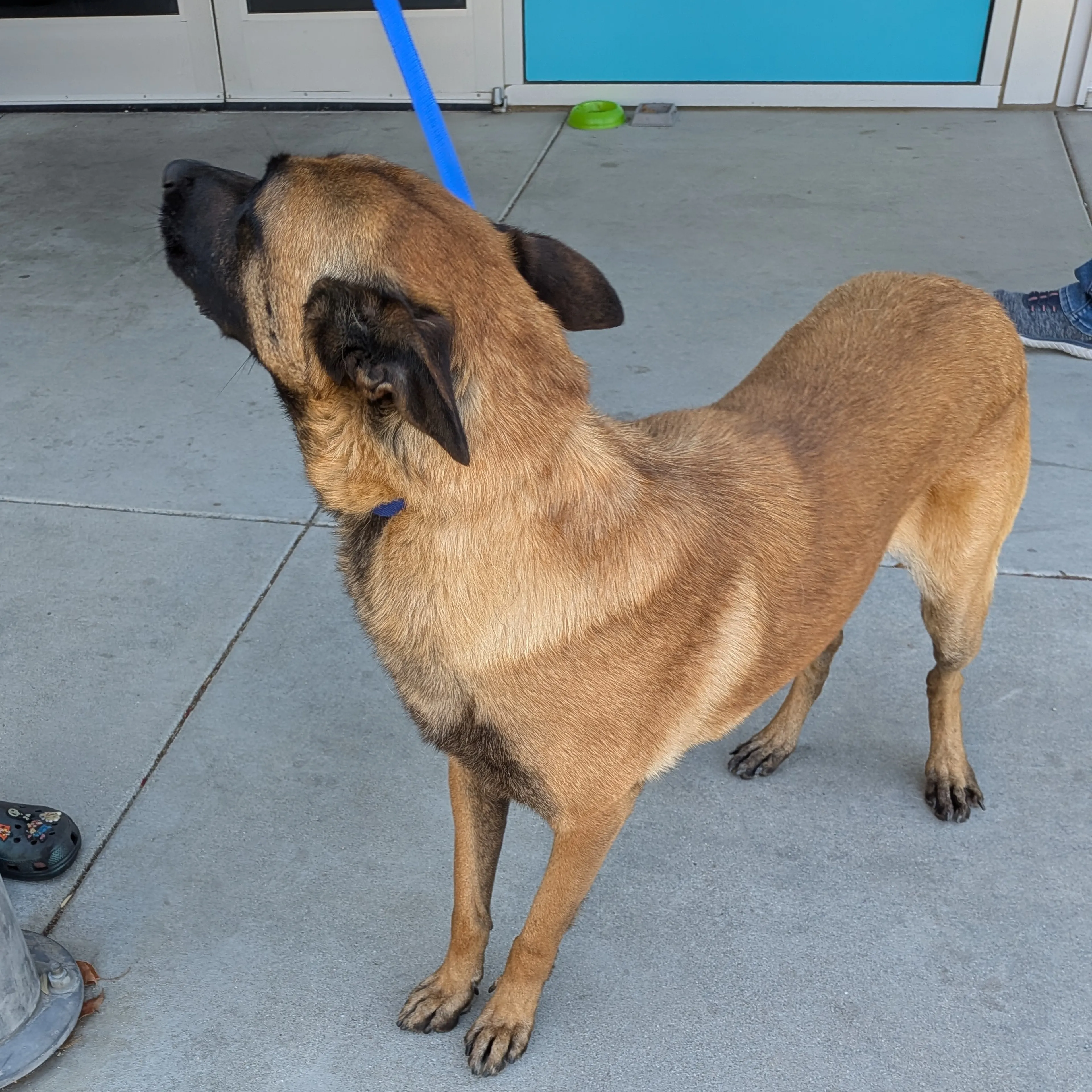 Found pet-1