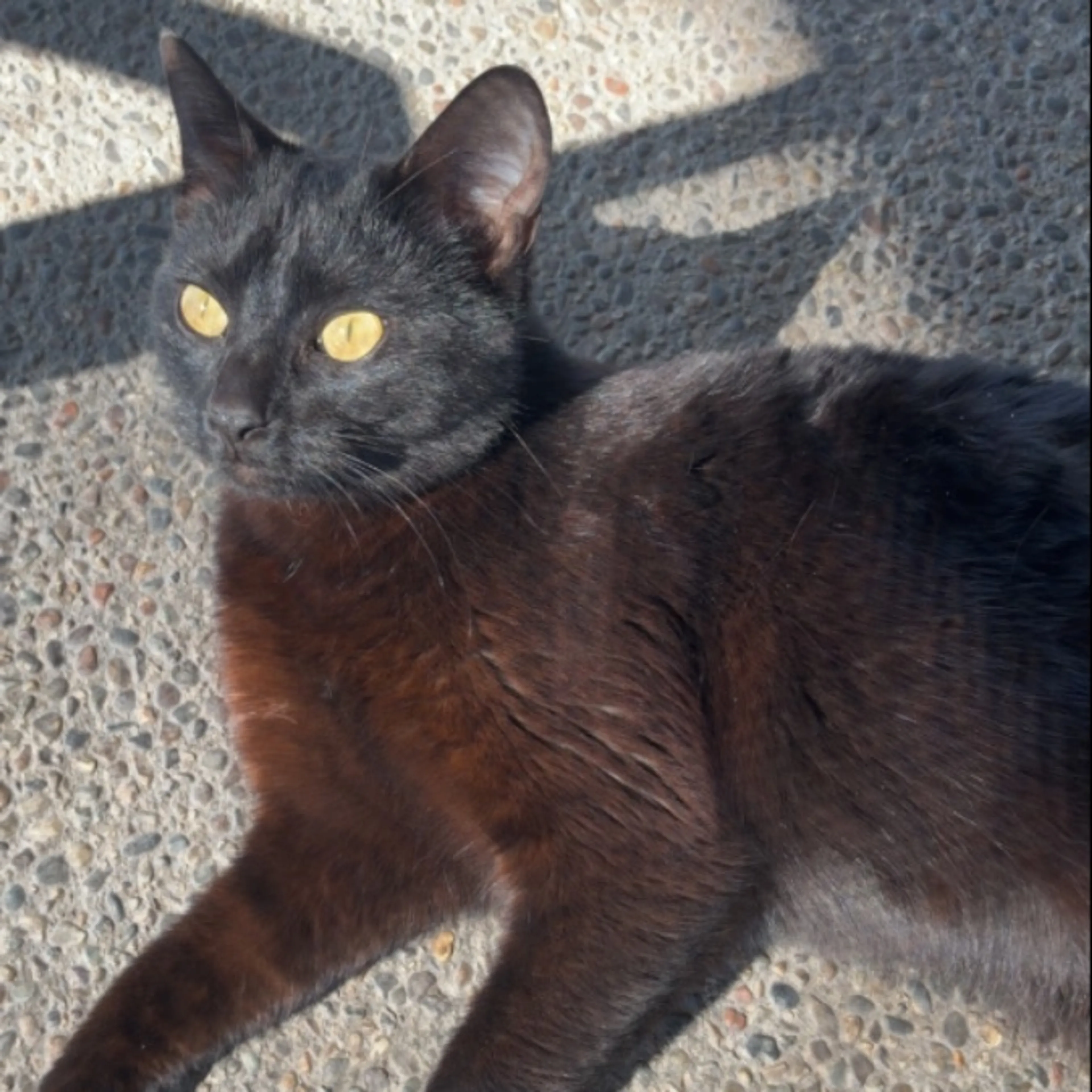 Lost pet