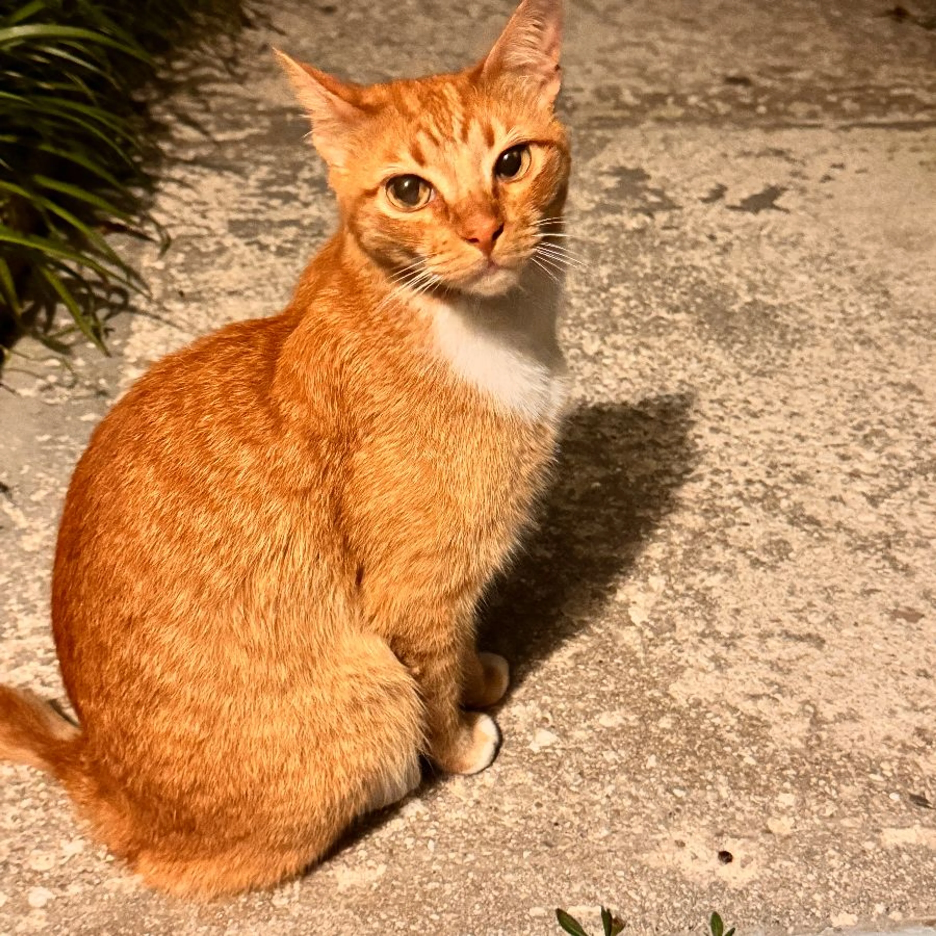 Found pet