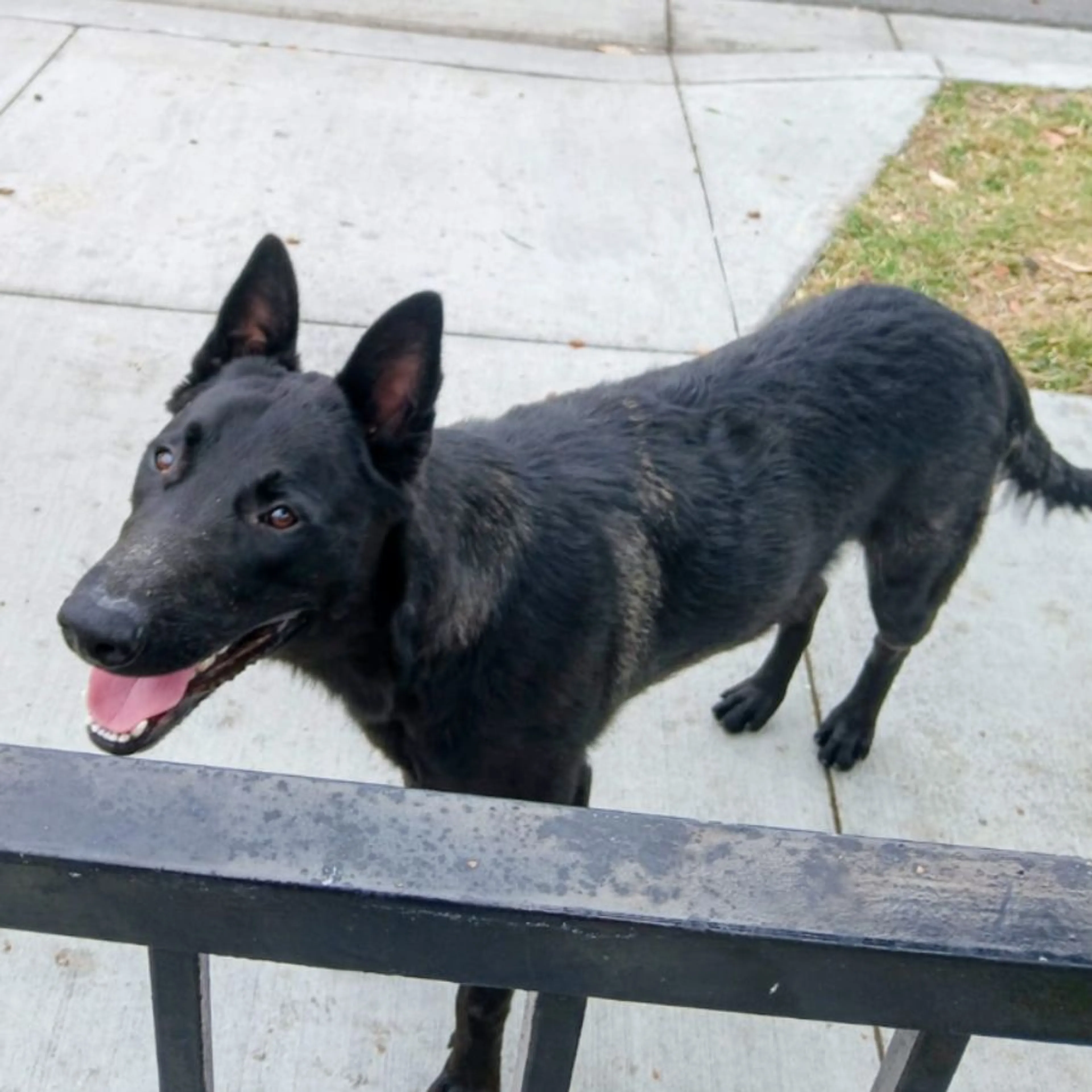 Found pet