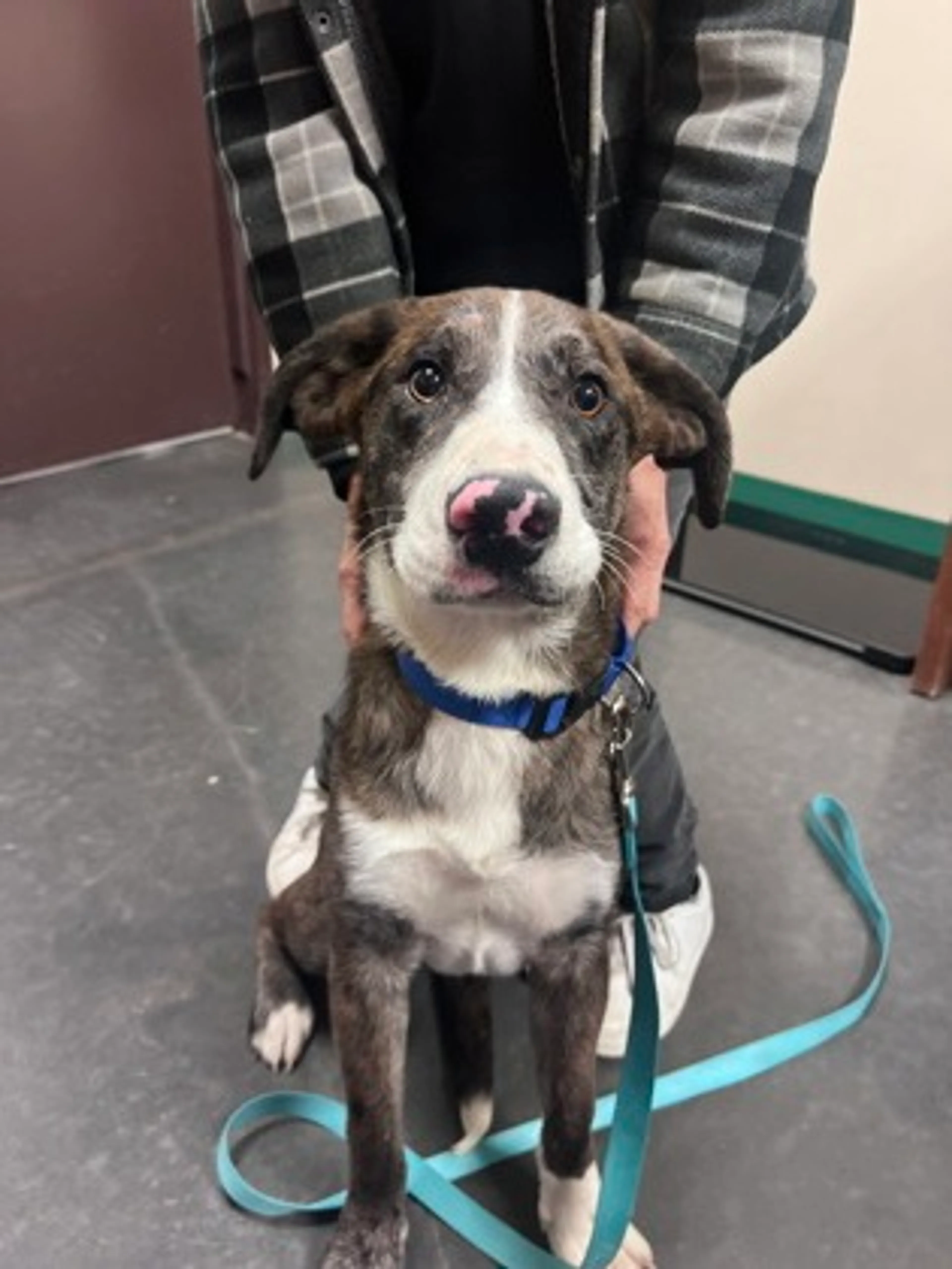 Found pet