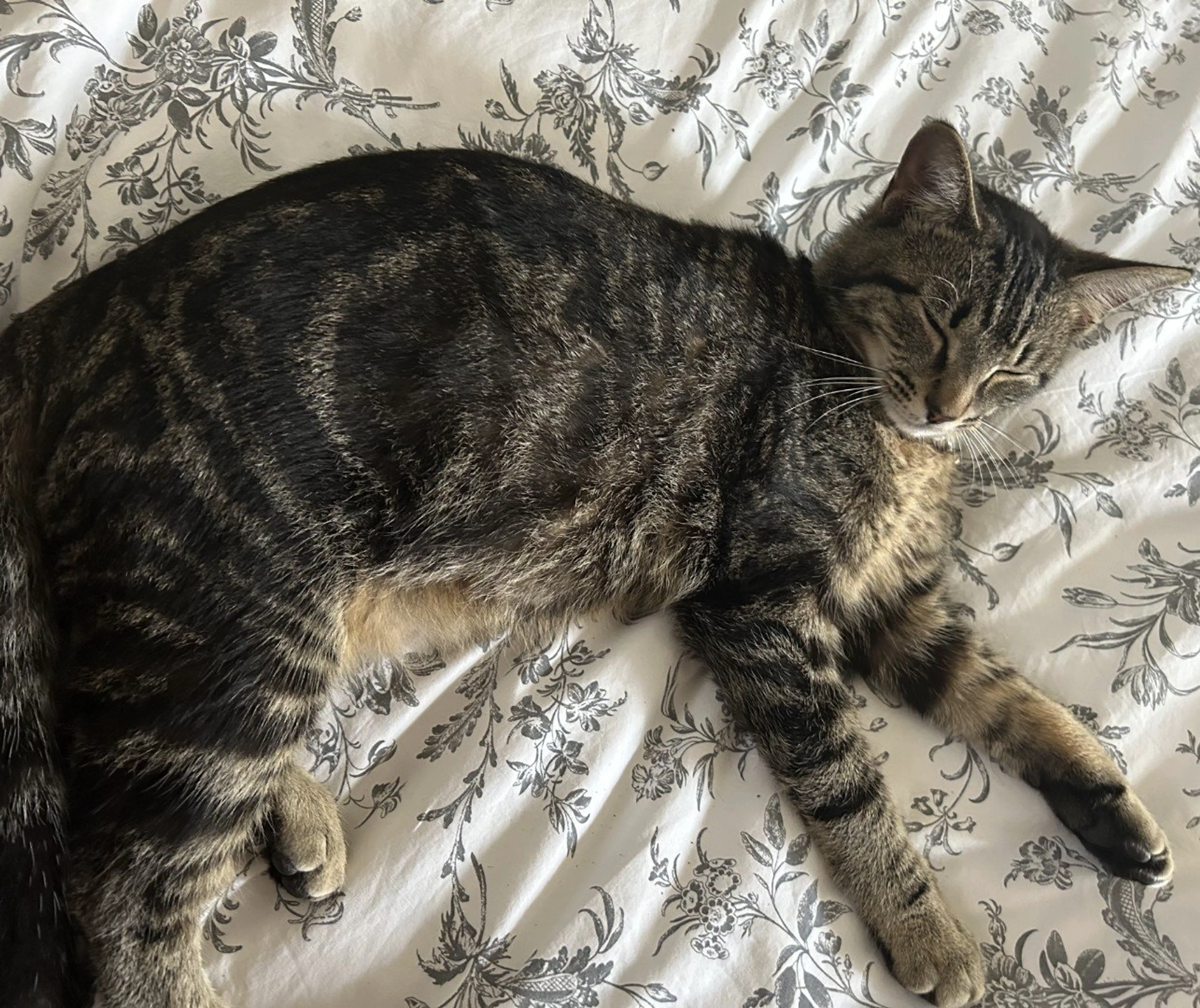 Lost pet