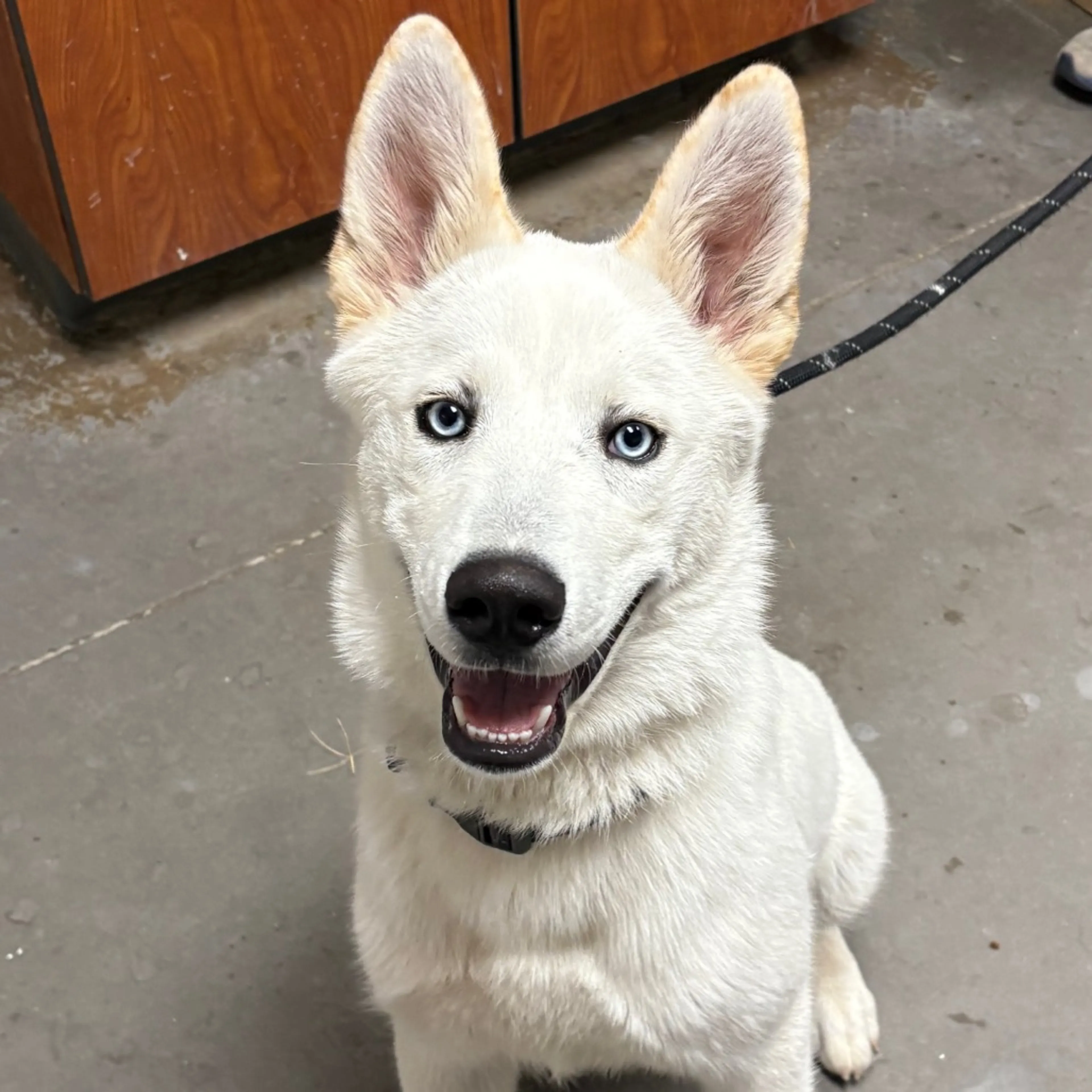 Found pet