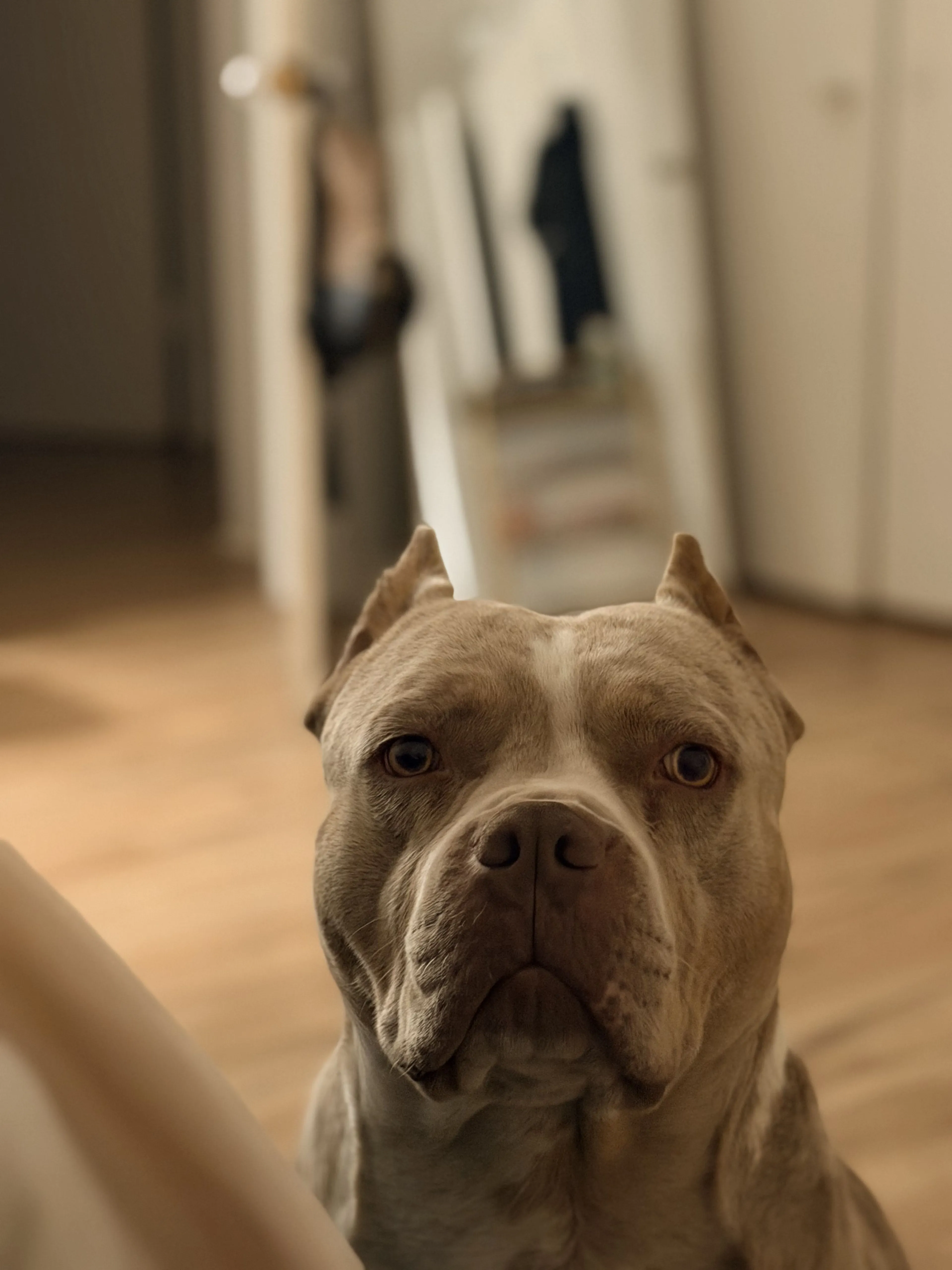 Lost pet-0